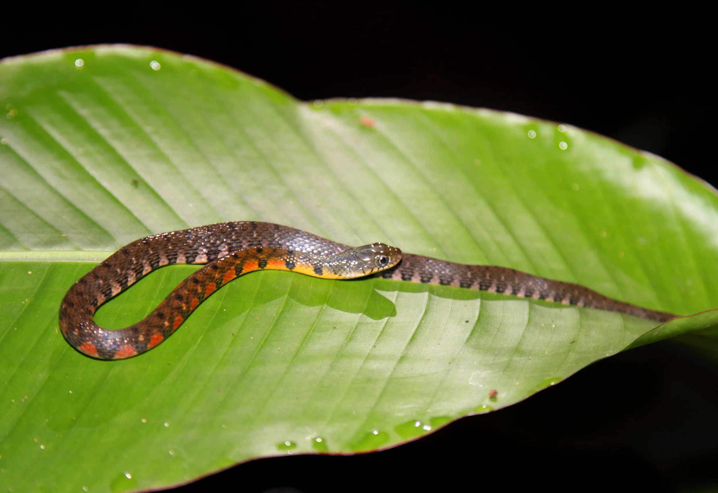 Triangle Keelback - a tiny but decorative inhabitant of the frog pond.