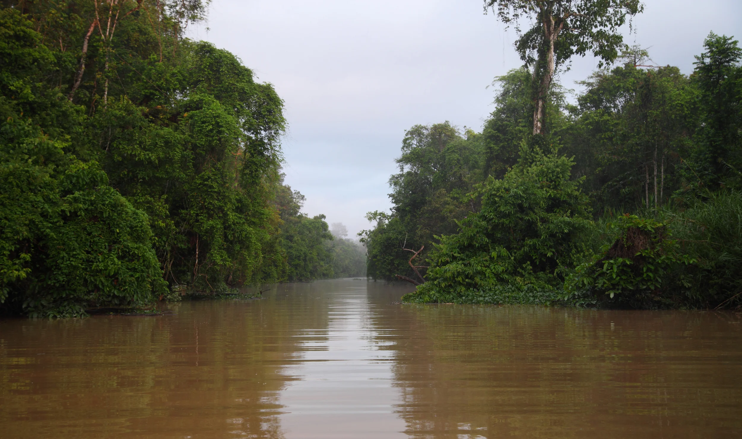 A minor tributary of the Kinabatangan.