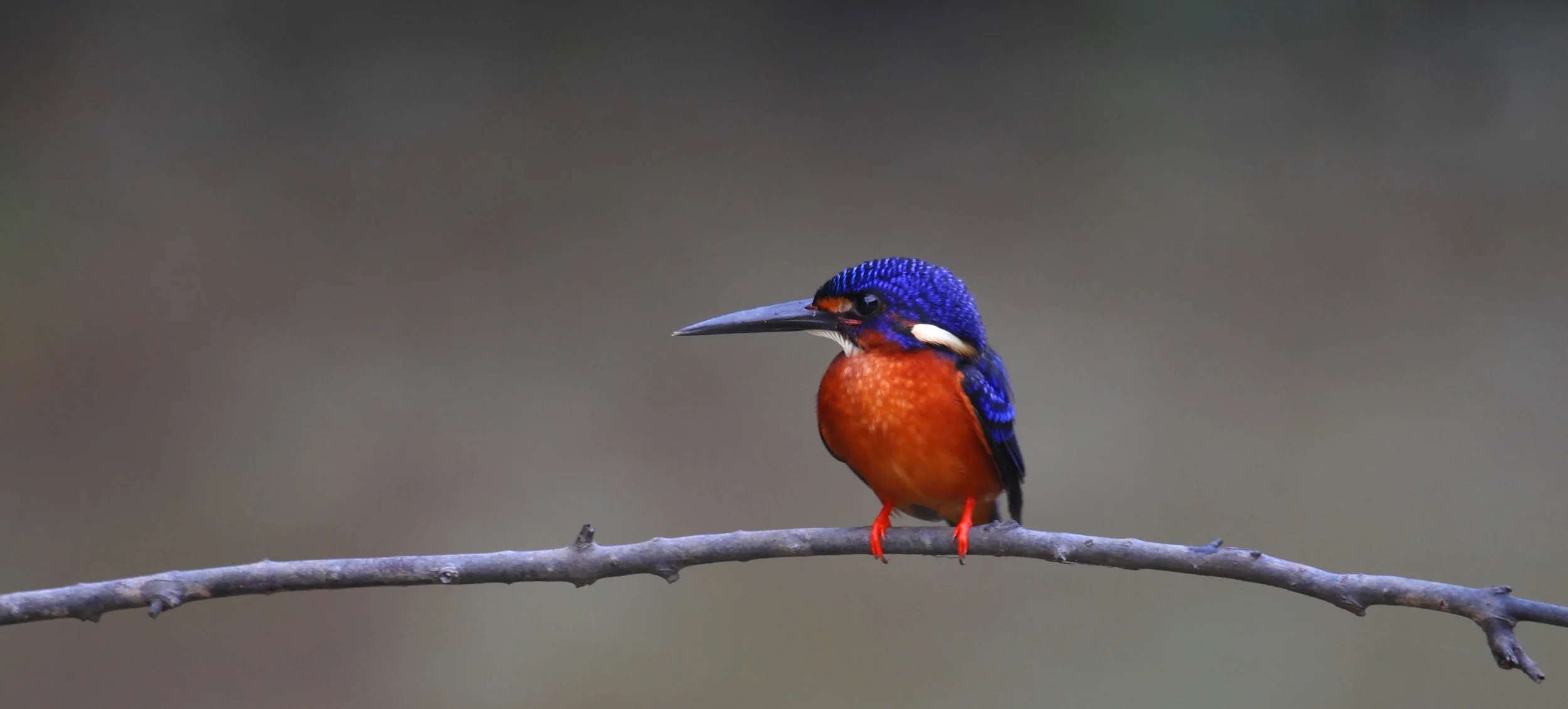 Blue-eared Kingfisher - regularly encountered along the water.
