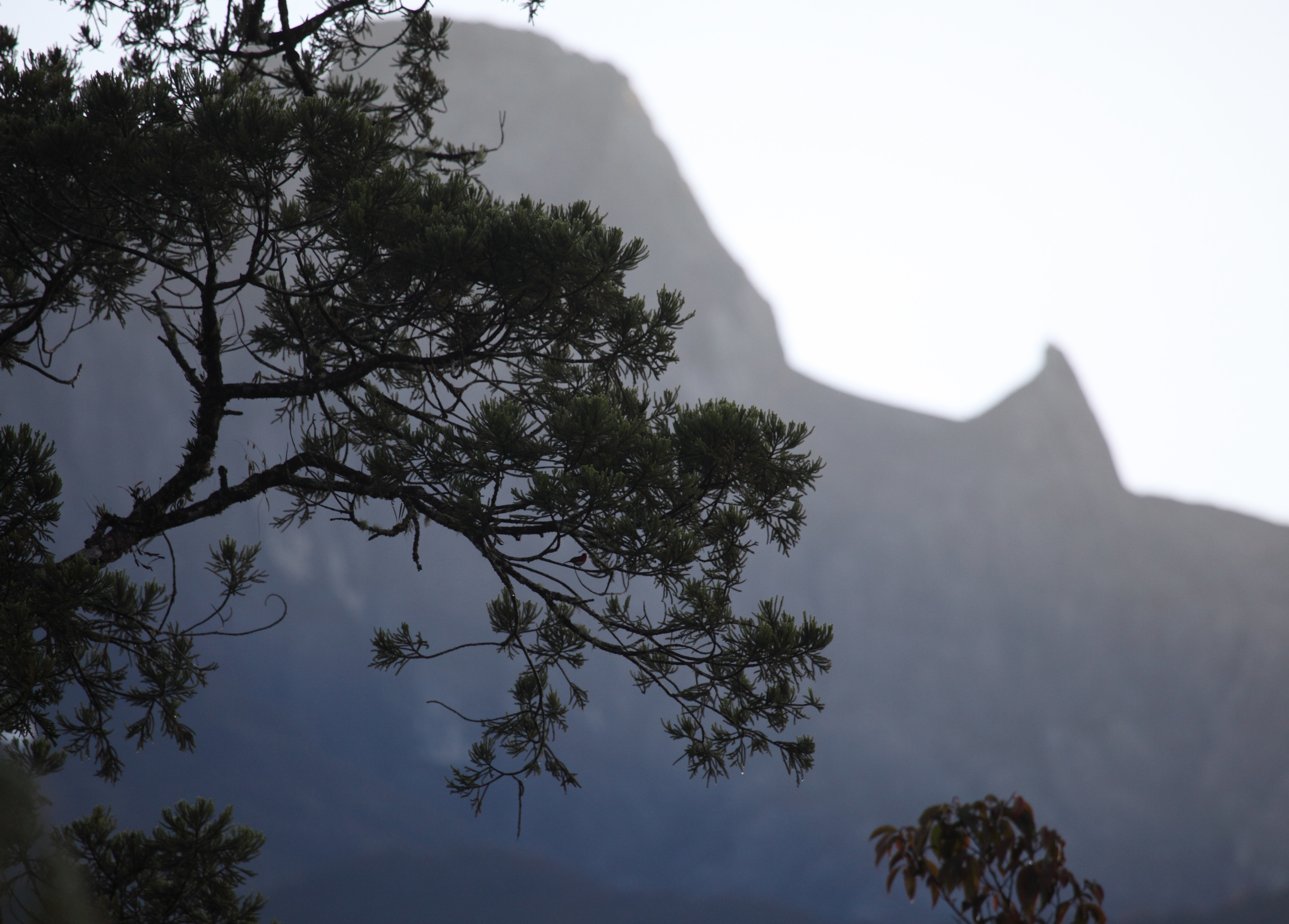 Mount Kinabalu 04.jpg