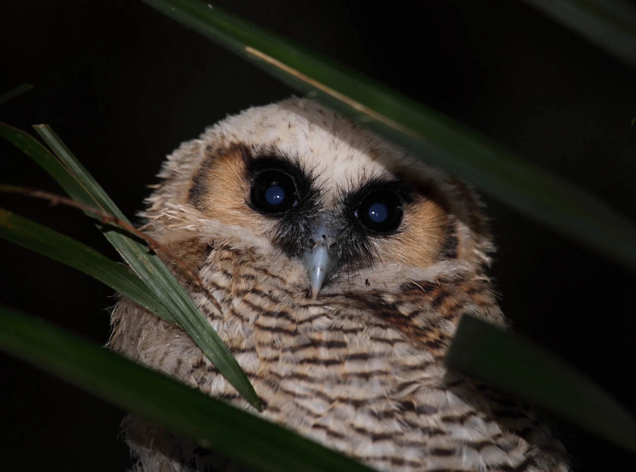 A very young (and not very brown) Brown Wood Owl.