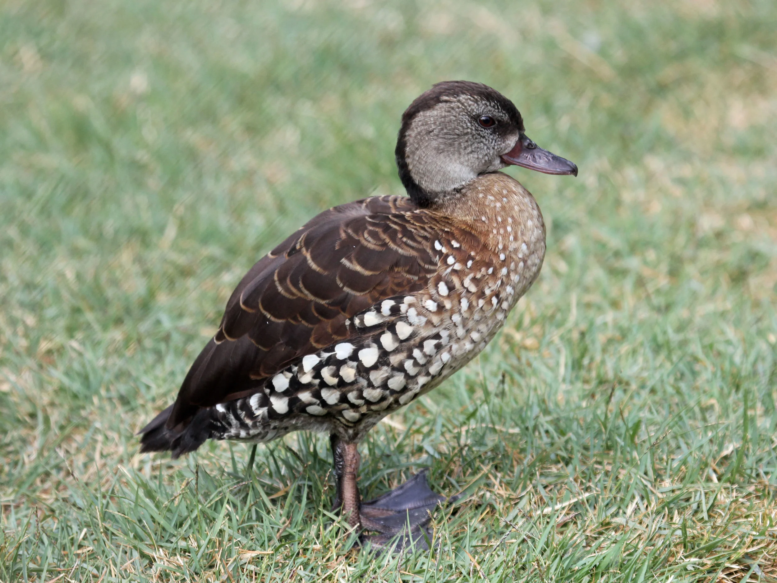 The Spotted Whistling Duck Dendrocygna guttata . Pic by Dick Daniels from Wikicommons. 