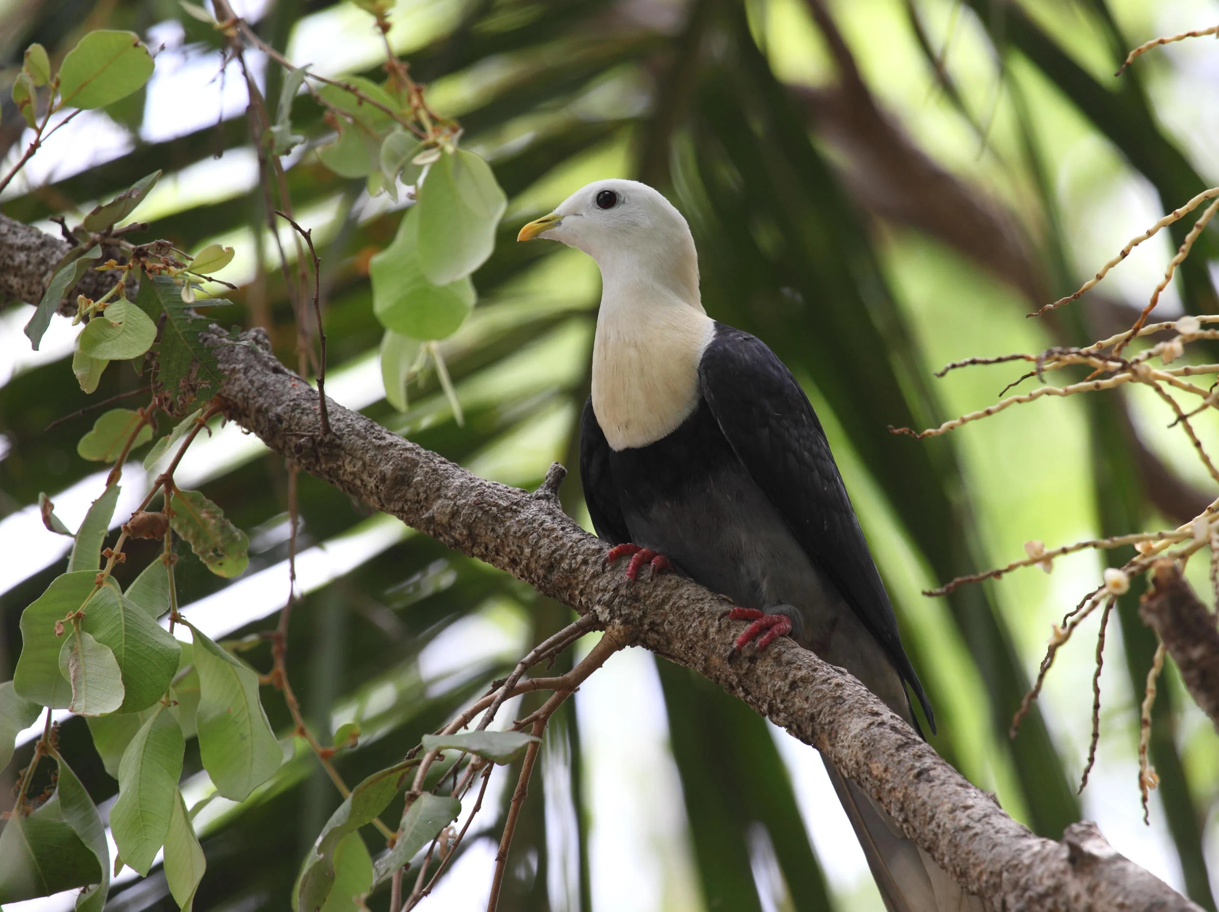 A regional endemic - Black-banded Fruit Dove