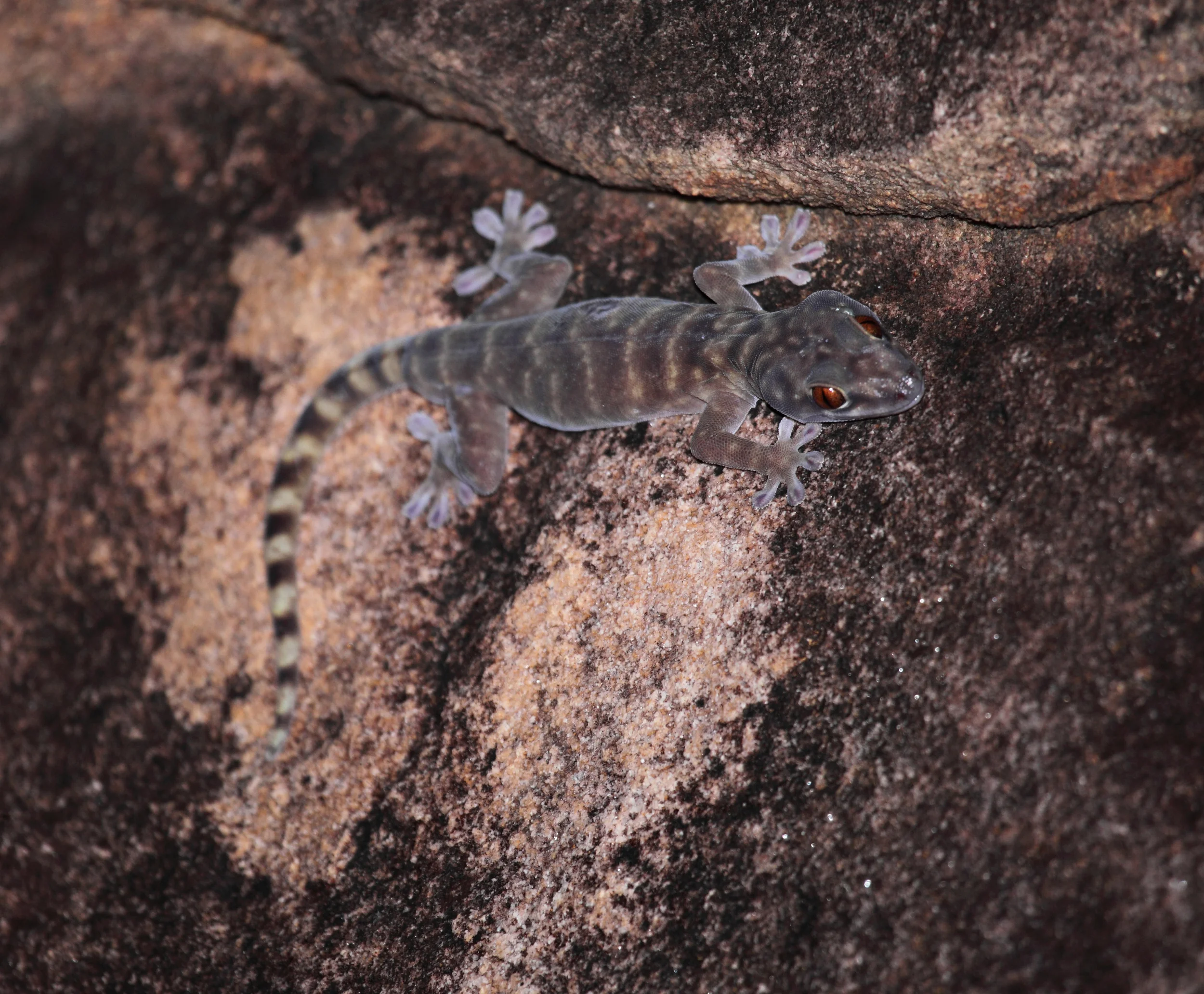 Northern Giant Cave Gecko