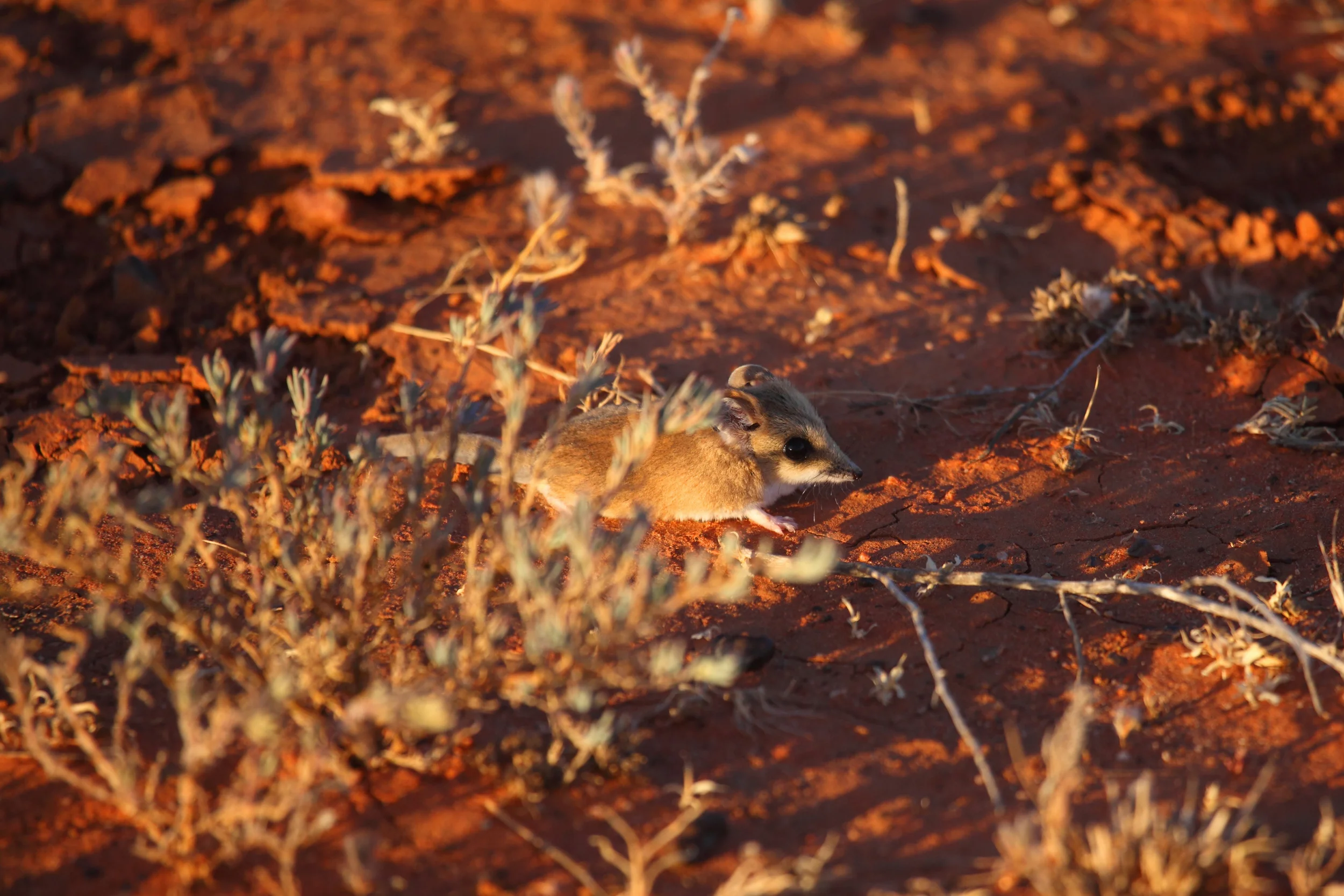 Fat-tailed Dunnart Sminthopsis crassicaudata - a tiny marsupial carnivore. A lot harder to get to than a back yard ringtail possum but, happily, still pretty common if you look in the right places.