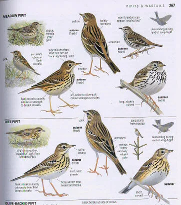 tree_and_meadow_pipits_svensson_bird_guide.jpg