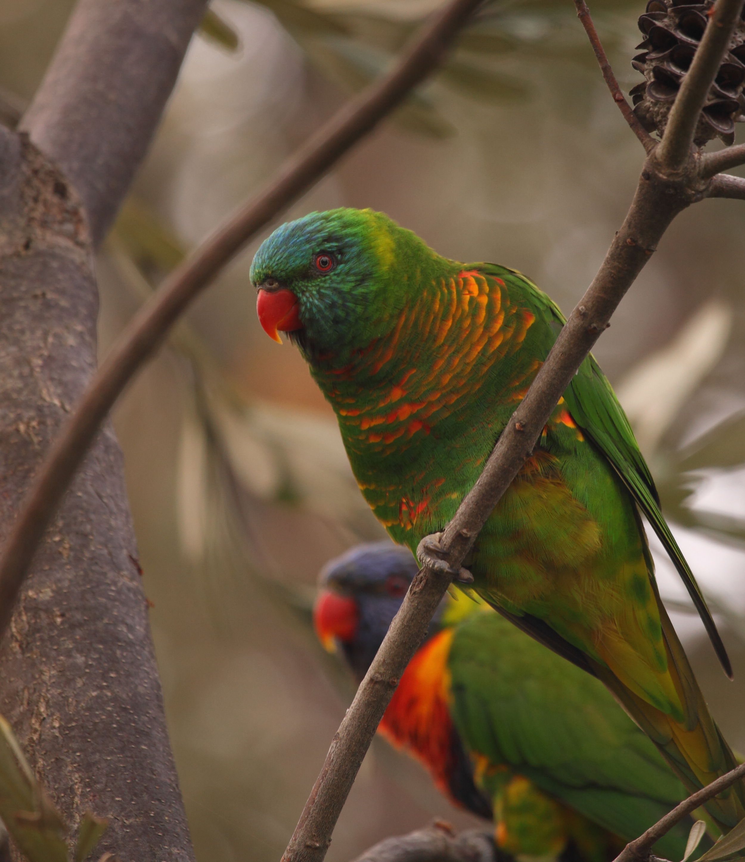 A hybrid Scaly-breasted Lorikeet with its mate, a Rainbow Lorikeet in the background.