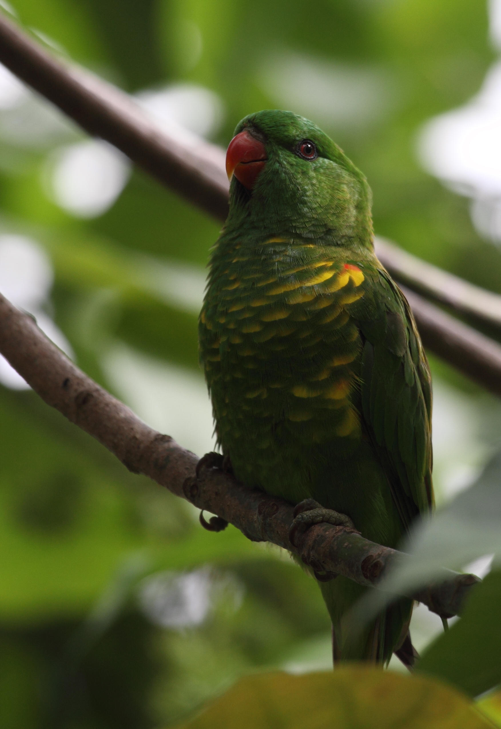 The more usual presentation of Scaly-breasted Lorikeet - this is a bird in Brisbane. The head colour conforms to the green of the rest of the plumage and the yellow scaling across the breast is a more uniform bright yellow when compared with the hybrid bird.