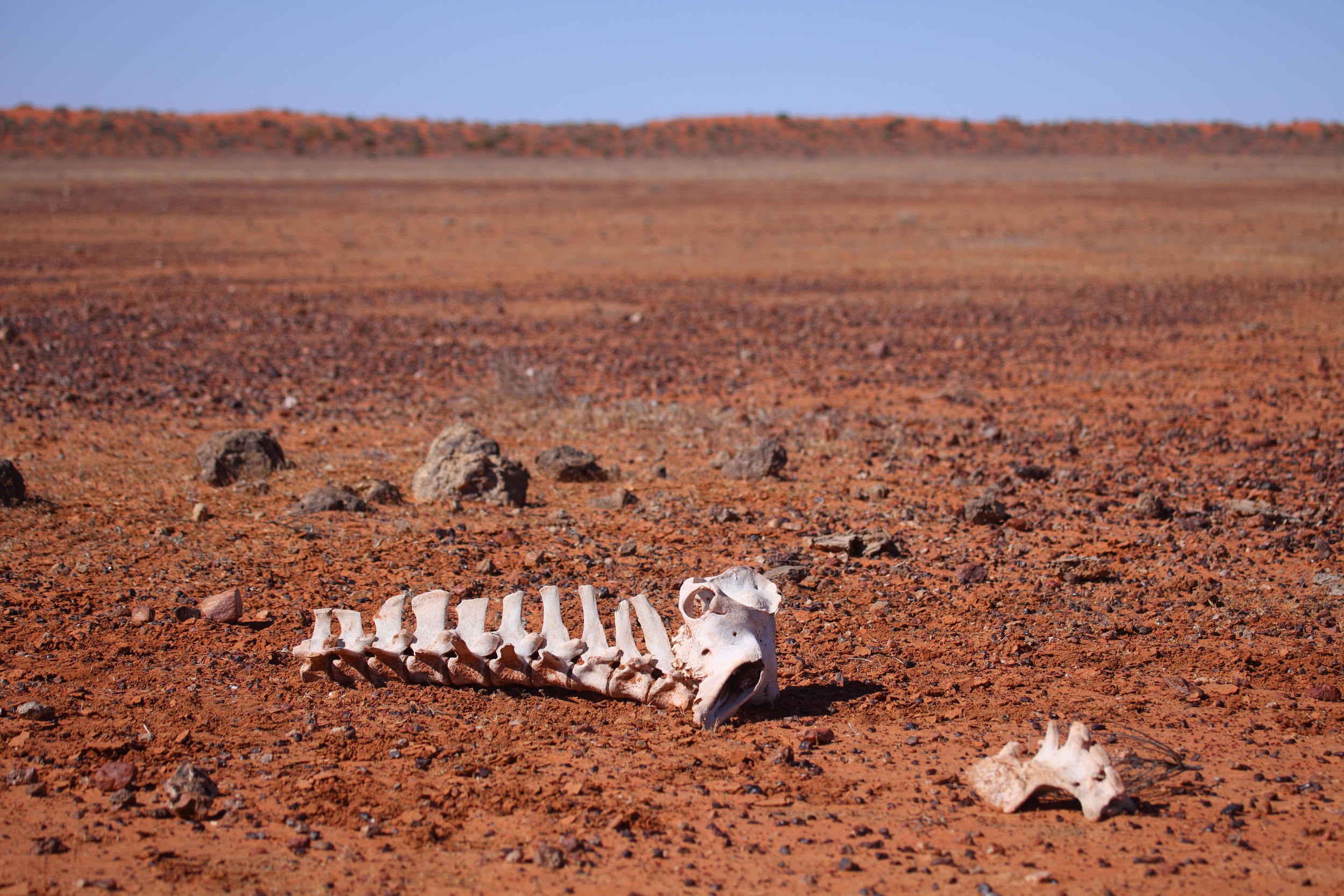The Outback: if you think it's going to be an easy twitch.... you're wrong