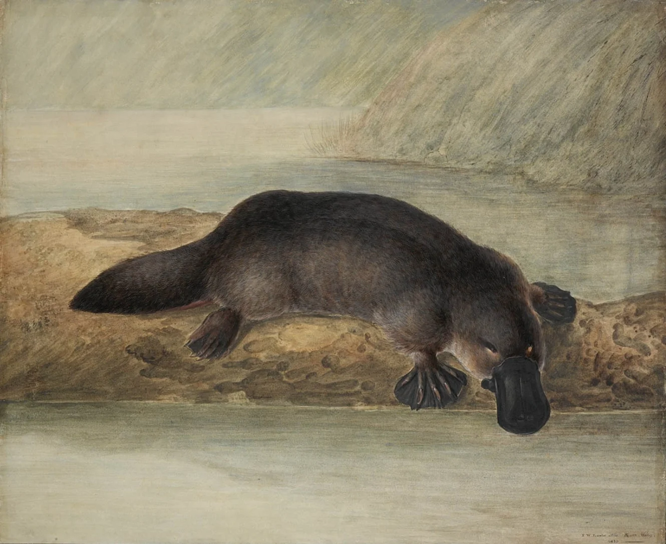 The platypus Ornithorhynchus anatinus , by John Lewin 1808. CC.