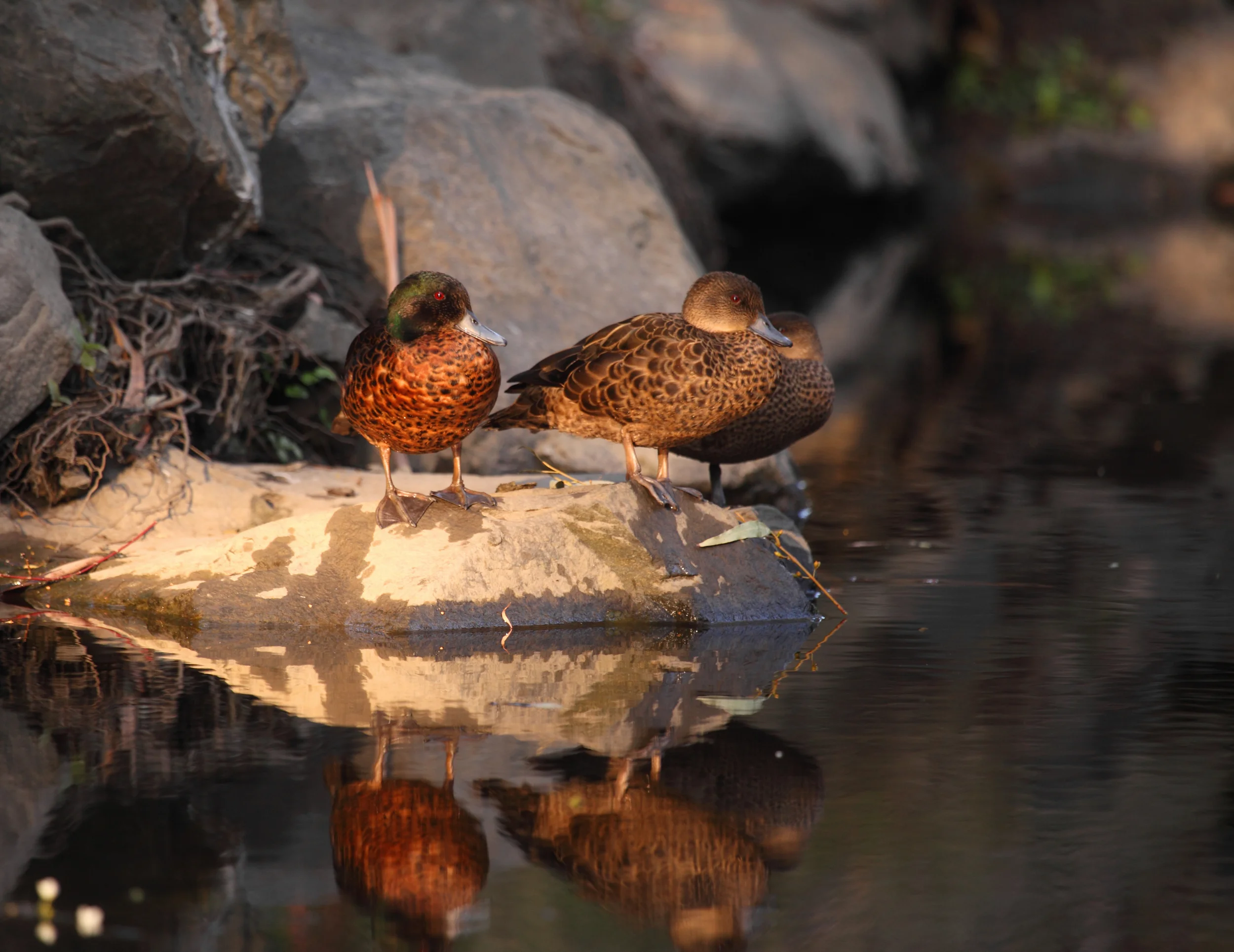 Chestnut Teals on Koonung Creek: the only duckbills I've seen here so far but I'm still looking...