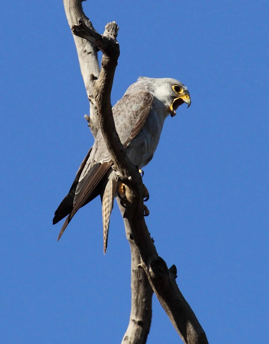 A Grey Falcon Falco hypoleucos , straining to eject a pellet. I collected this pellet too and it was composed almost entirely of Budgerigar bones and feathers.