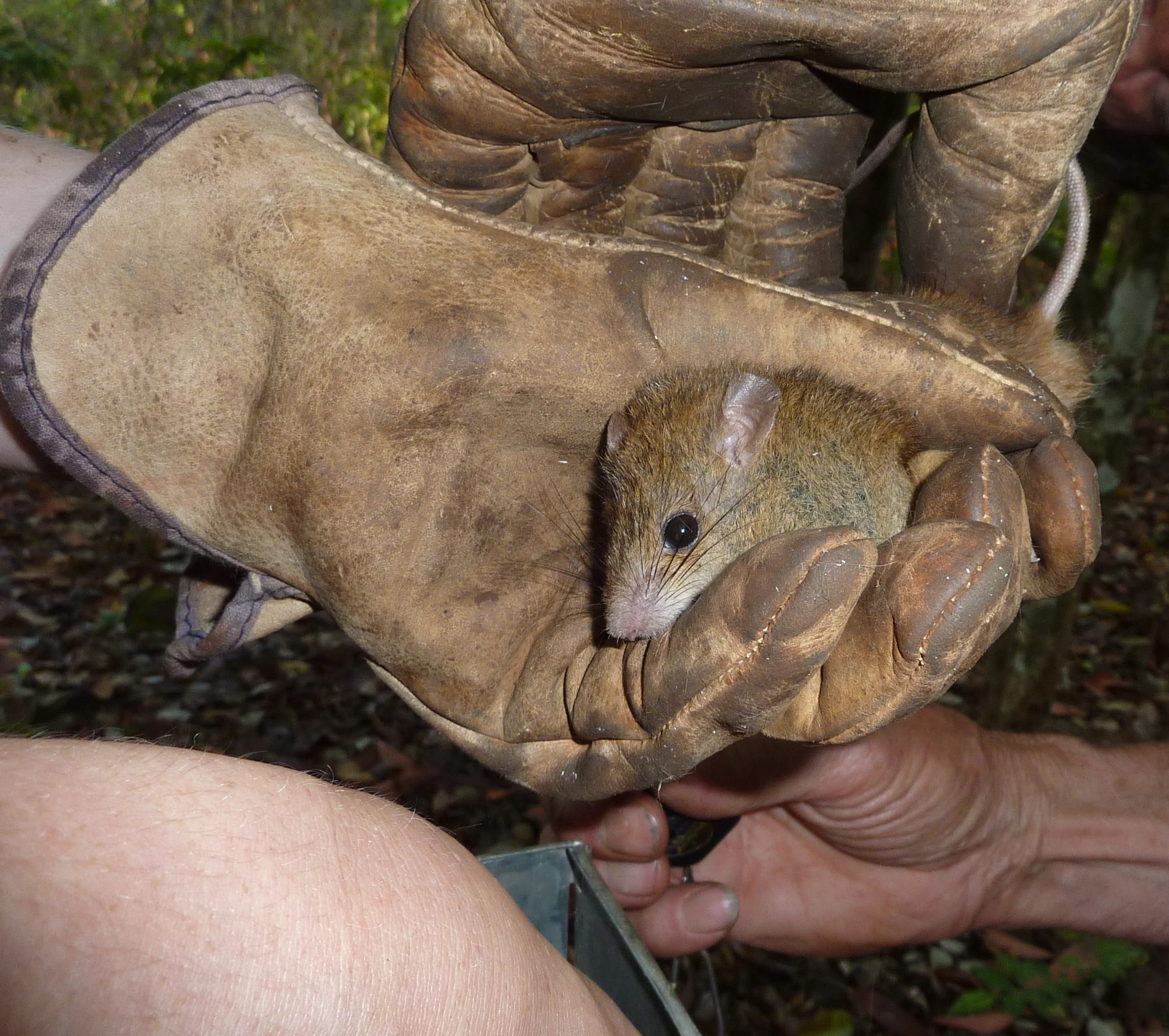 What a Pale Field Rat looks like on the outside. Our nearby traps were full of this native species every morning. Not as bitey and more pleasant to handle than Long-haired Rat.