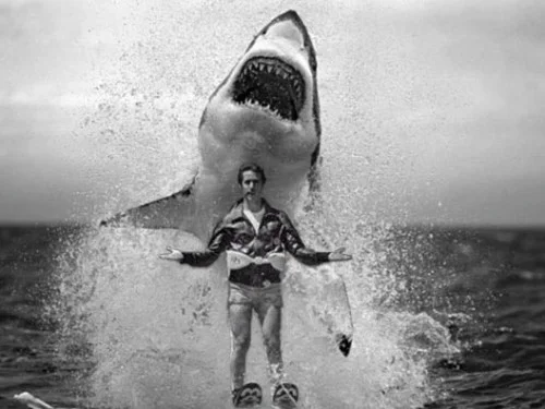 Sometimes you jump the shark... sometimes the shark jumps you.
