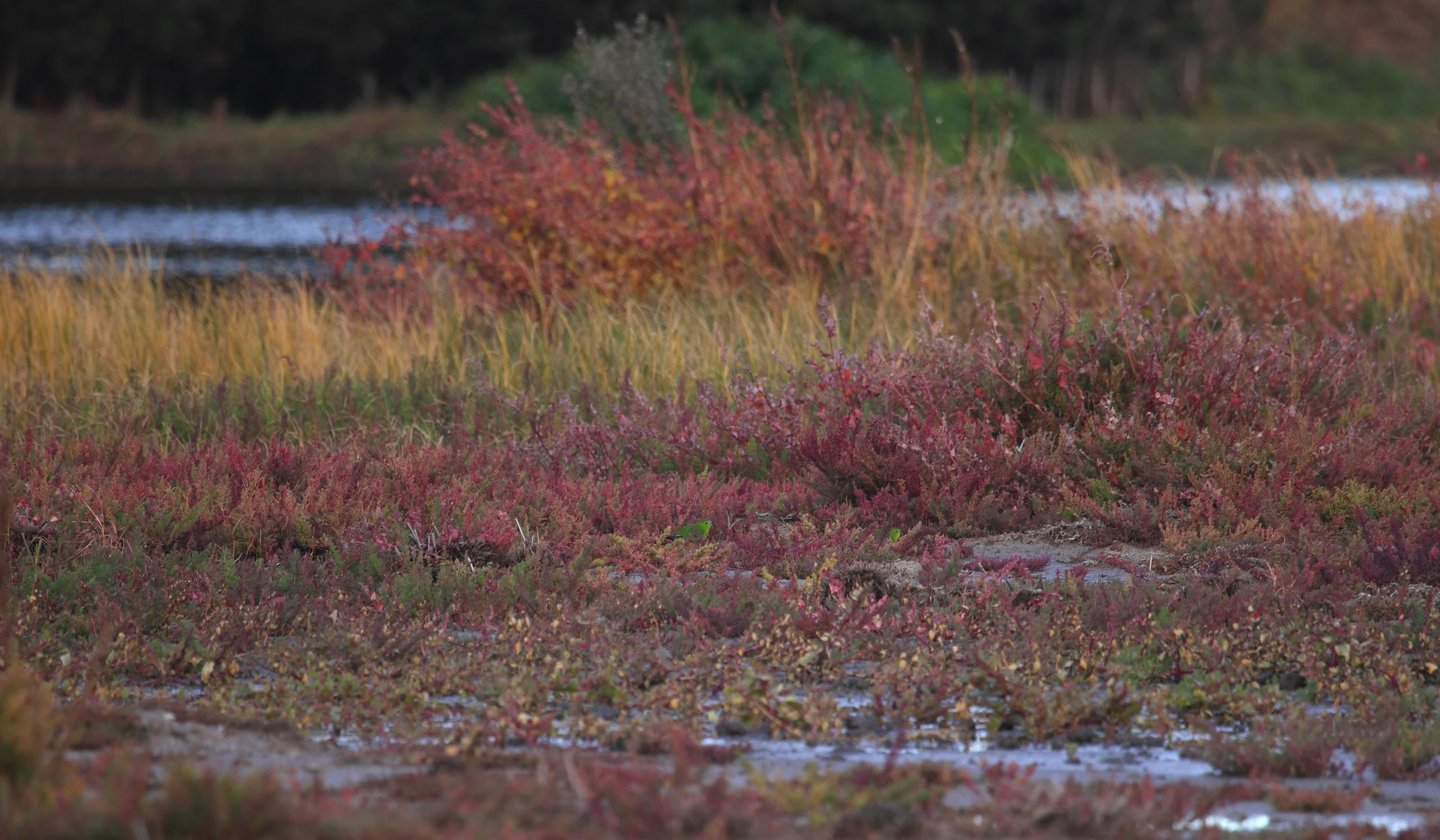 Orange-bellied Parrots on their wintering grounds in coastal Melbourne**. It's a very distant picture but I'm just glad to know they're out there.