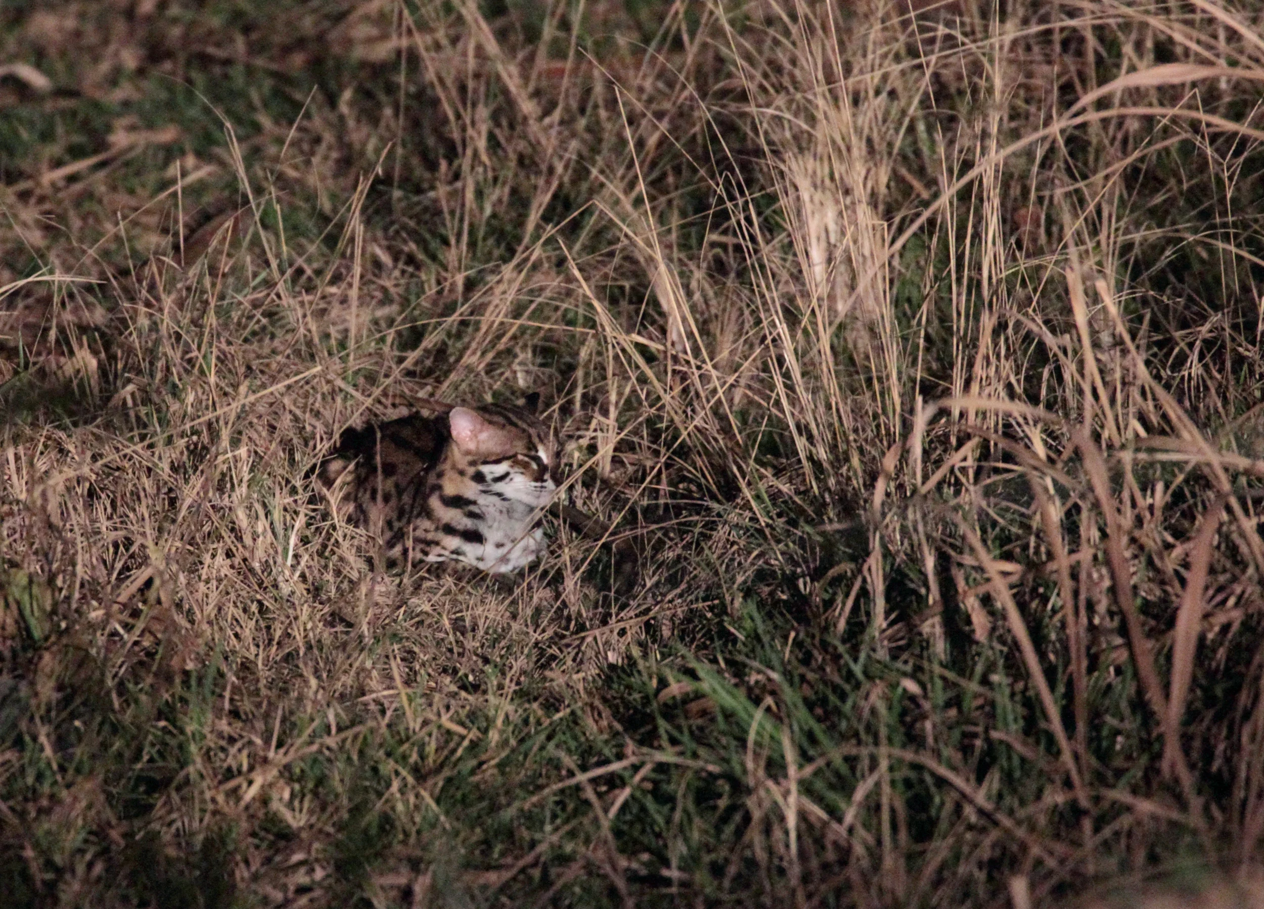 A place for everything and everything in its place. A Leopard Cat Prionailurus bengalensis , in eastern Sabah, Malaysian Borneo. Photo used with kind permission Samantha Hopley .