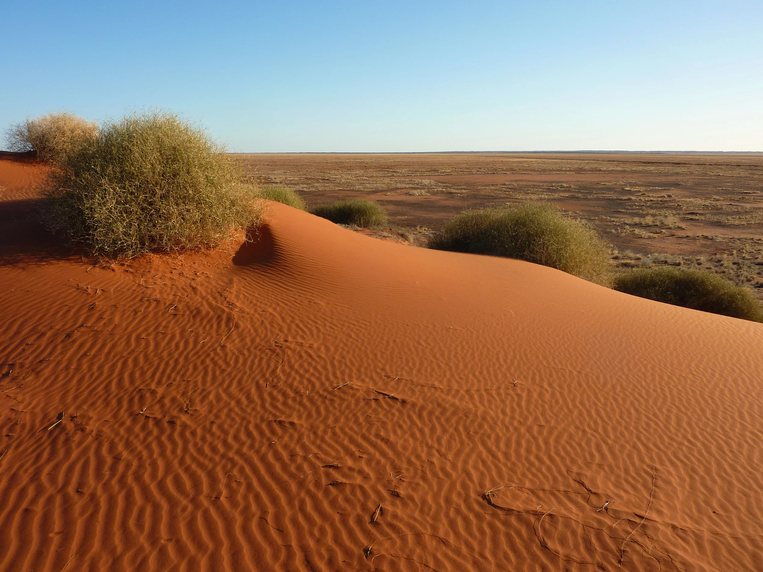 Grasswren habitat: harsh, beautiful and remote. Cane grass on dunes of the Simpson Desert is home to the Eyrean Grasswren A. goyderi.