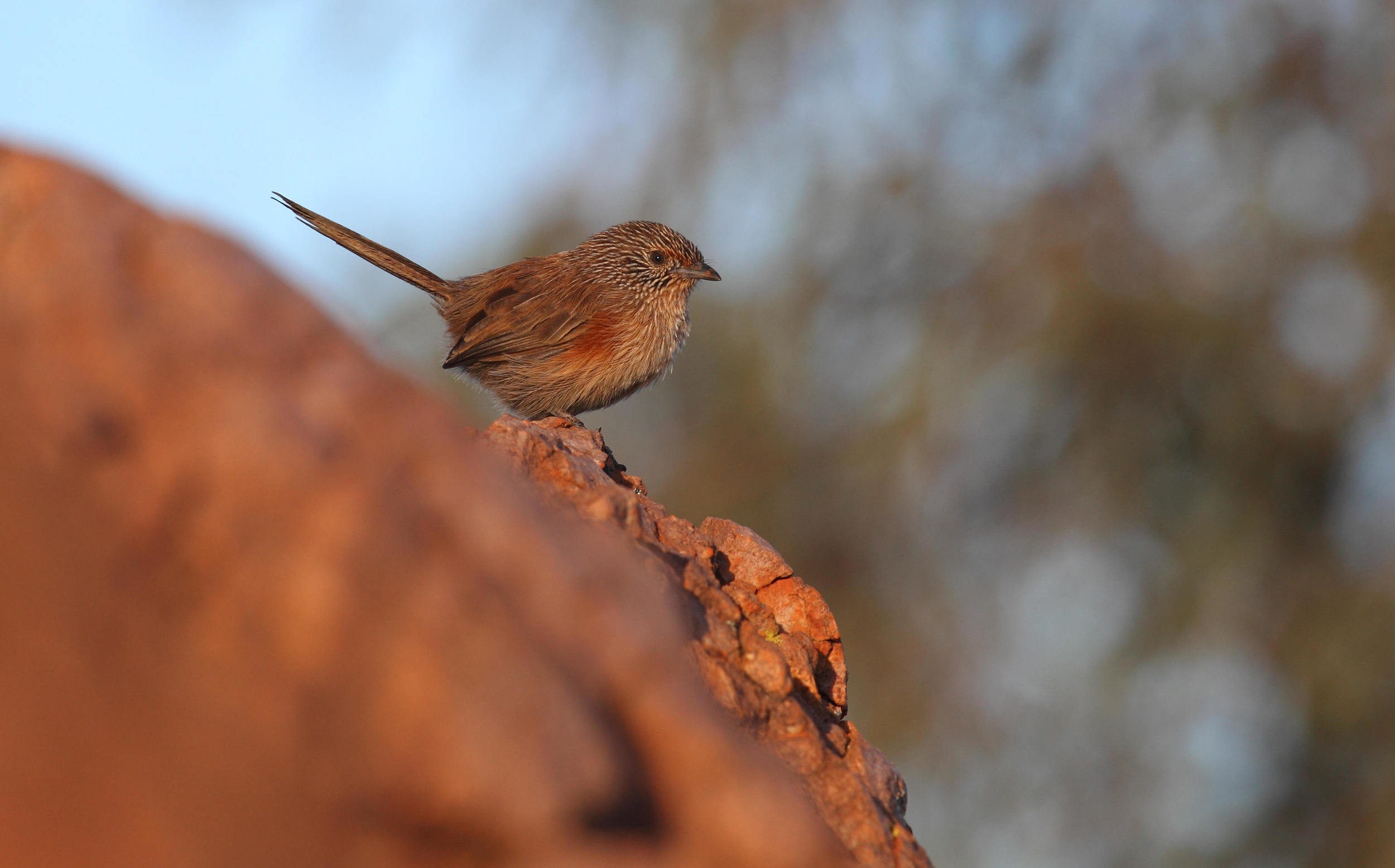 Dusky Grasswren Amytornis purnelli , an adult female in the MacDonnell Ranges. 