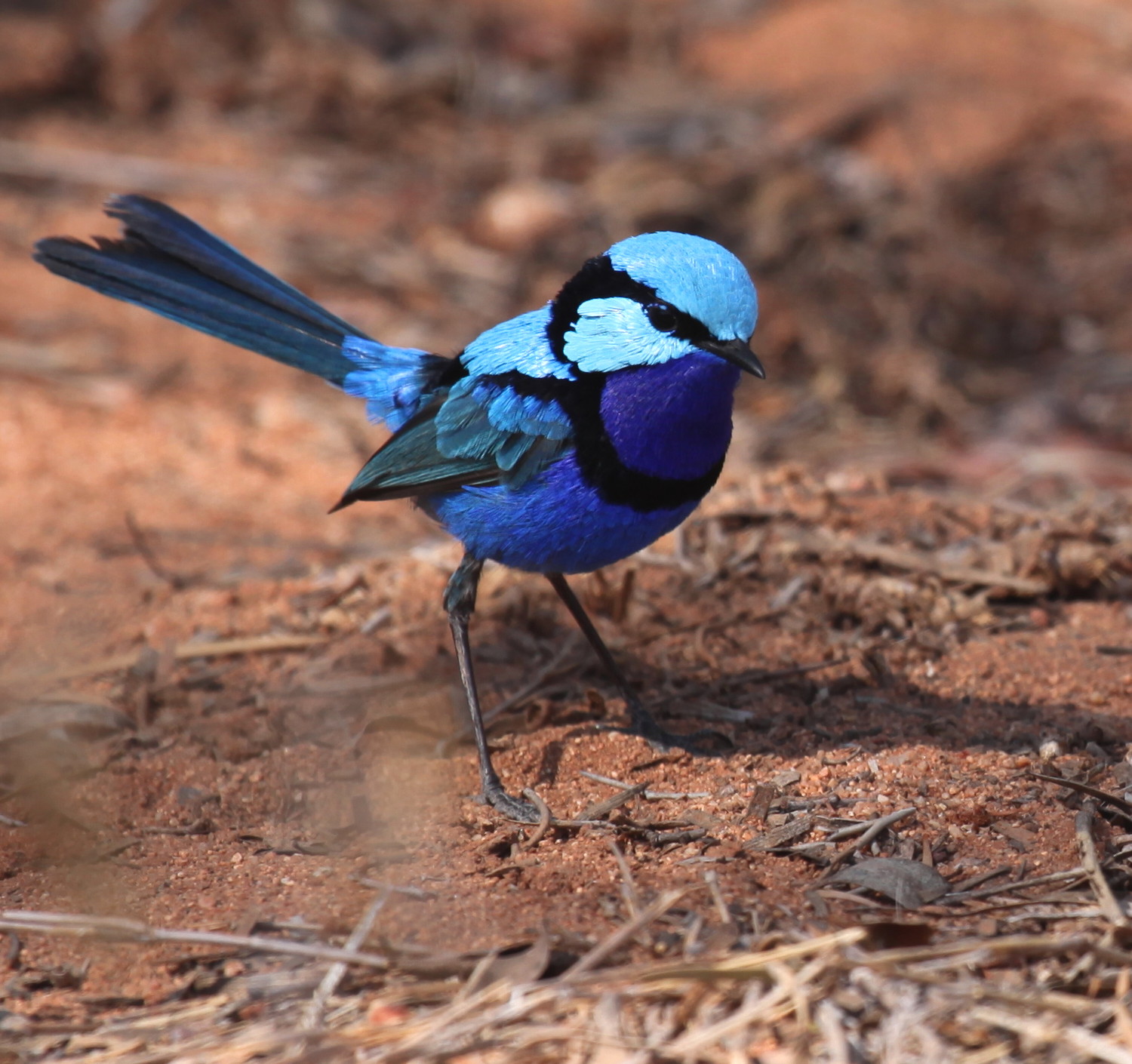 Splendid Fairy-wren Malurus splendens - even to the untrained eye; pretty difficult to mistake for a grasswren.