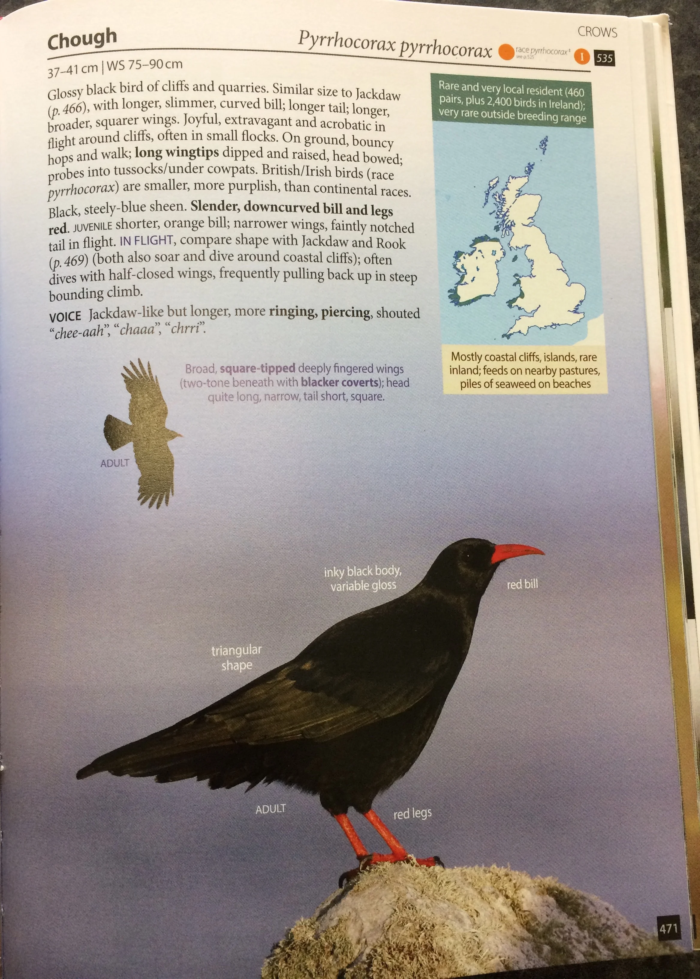 The species account for (Red-billed) Chough. The text is concise but more than sufficient. This is one of the more straightforward species to identify.