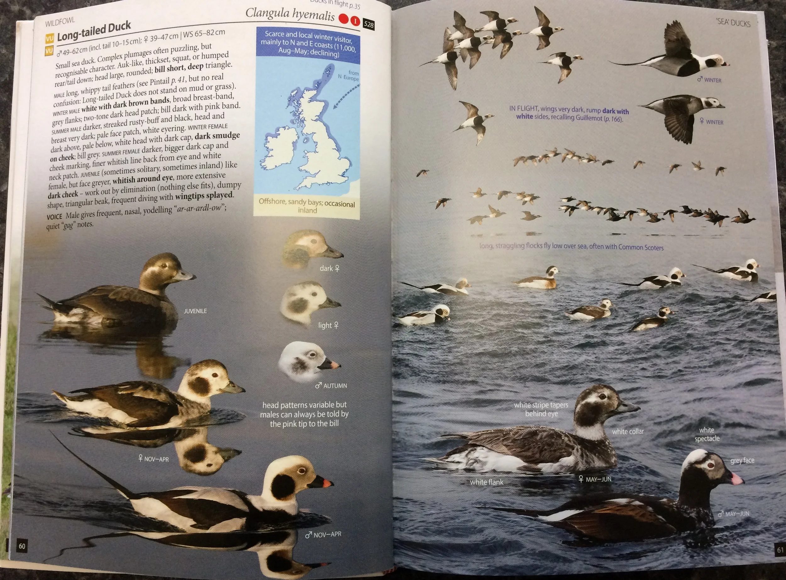 For potentially problematic species you get the Full Monty: a double page spread here for the bogey bird of my trip, Long-tailed Duck. Flight shots, head shots, different moults, behavioural notes, other species it is likely to associate with... all in beautifully comparable, well-lit, photos.
