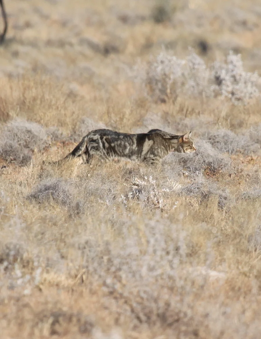 A large feral cat stalking prey in the Australian outback.