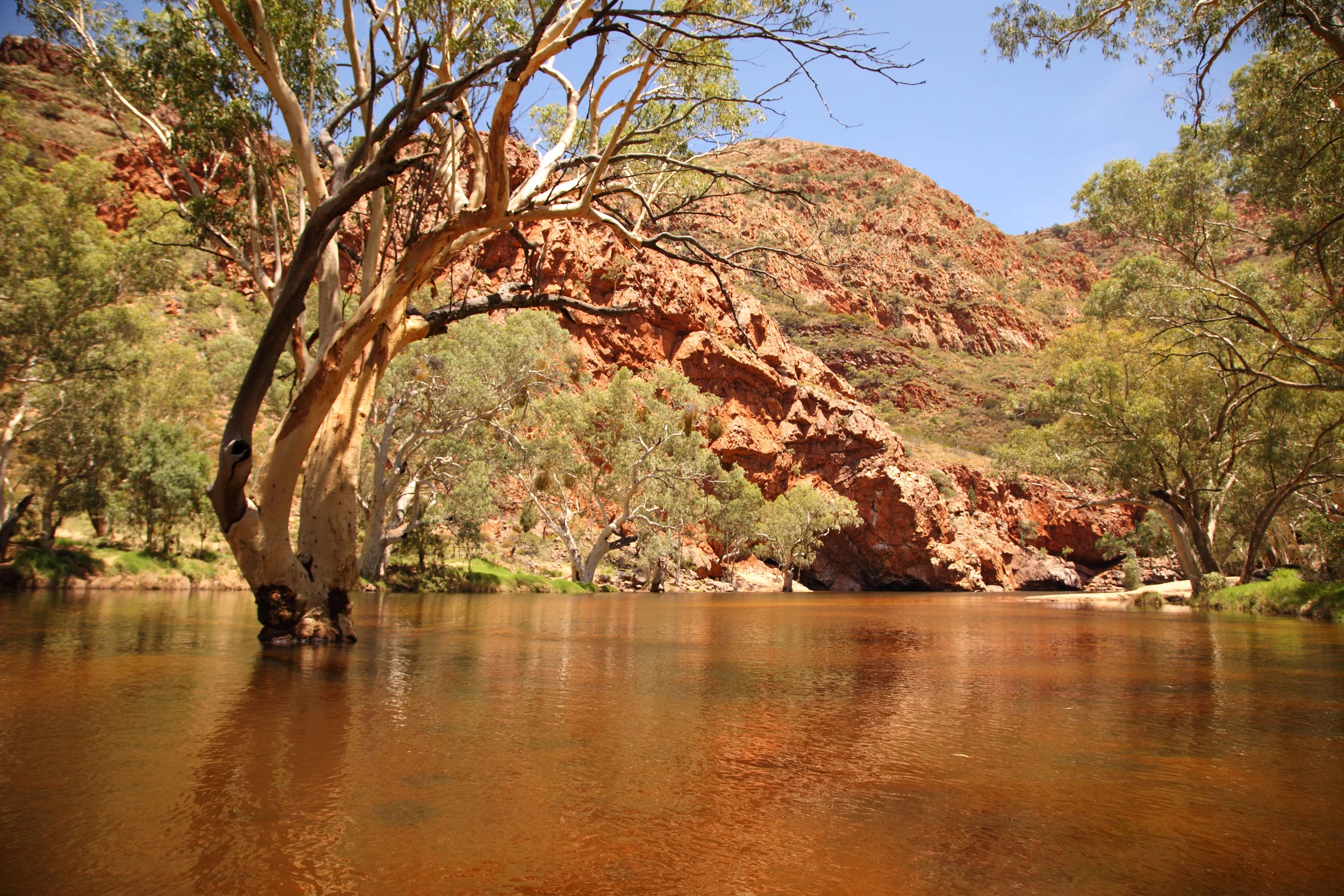 Ormiston Gorge at the moment: ringing with the chatter of breeding Budgerigars in every tree with the songs of Dusky Grasswrens cascading over the cliffs and hillsides.
