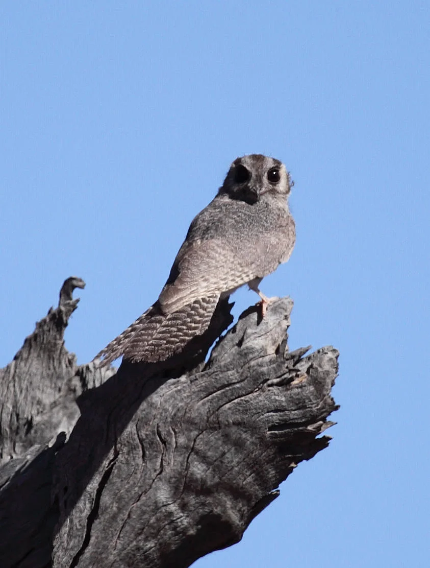 Australian Owlet-nightjar Aegotheles cristatus , basking in daylight at a roost hollow. Front-facing eyes, super cryptic, super creepy and, apparently, prodigious ant-eaters.