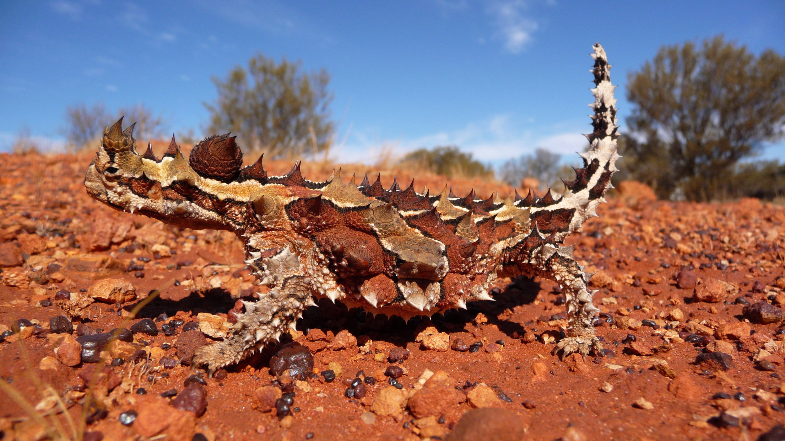 The more-famous Central Australia ant-eater, the Thorny Devil , Moloch horridus .