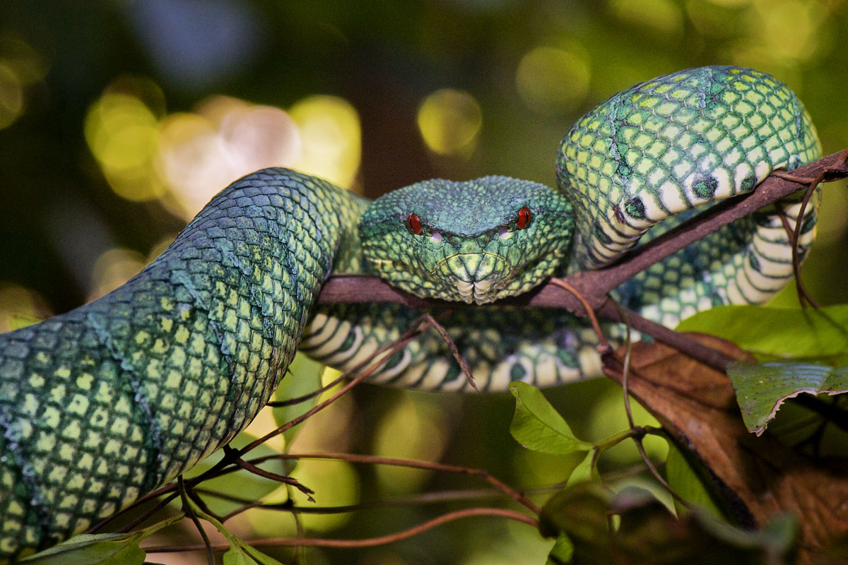 ....and it's not all about the birds. Bornean Keeled Pit Viper. Bjorn Olesen. Used with kind permission.