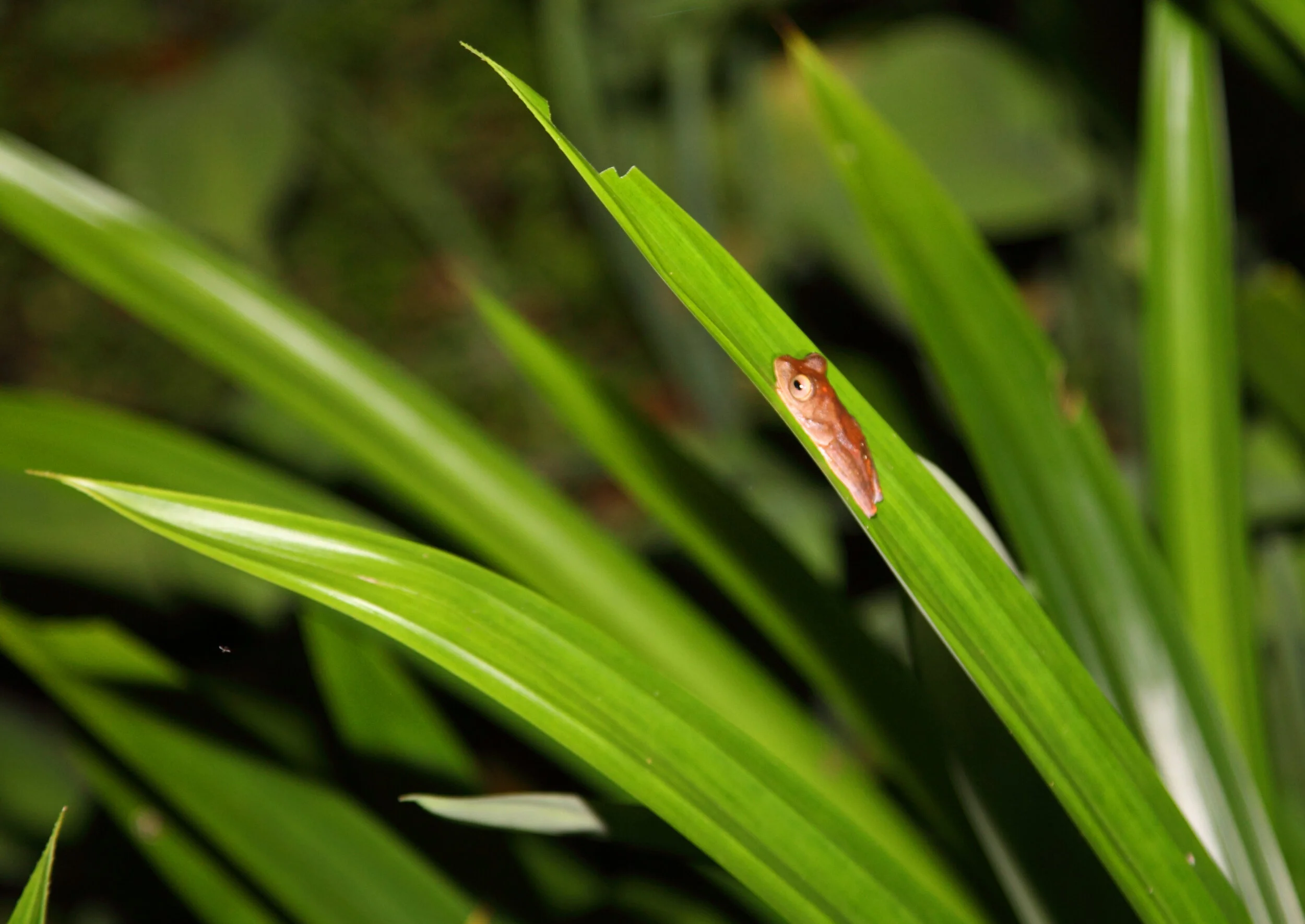 A Visual Celebration of Borneo's Wildlife