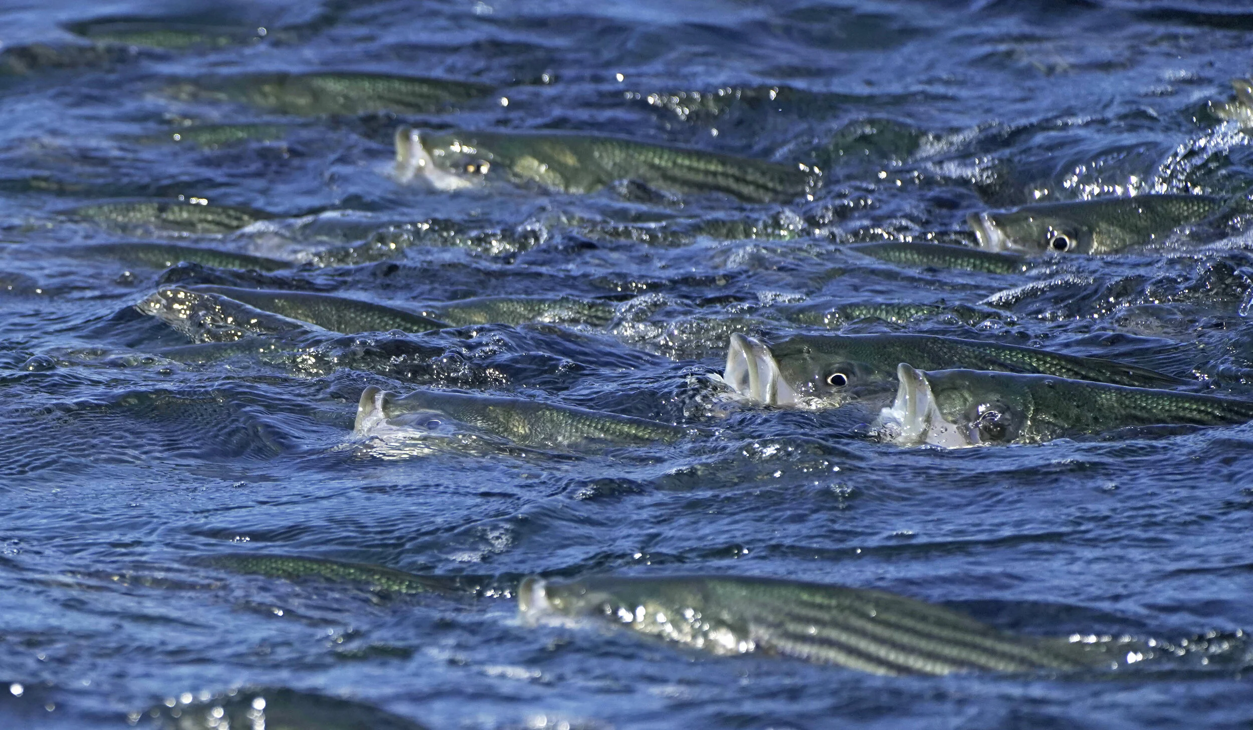 Buzzards Bay Outfitters