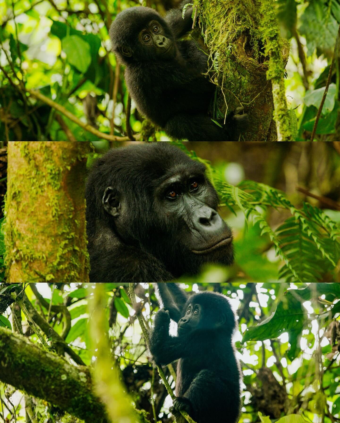 𝗜𝗡𝗗𝗜𝗔𝗡𝗔𝗣𝗢𝗟𝗜𝗦 𝗣𝗥𝗜𝗭𝗘 🏆 𝟮𝟬𝟮𝟯

A few frames from this year&rsquo;s Indianapolis Prize Doc work. Got to film in Uganda, Peru, Argentina and Puerto Rico this year following along with a few of the world&rsquo;s greatest conservationis