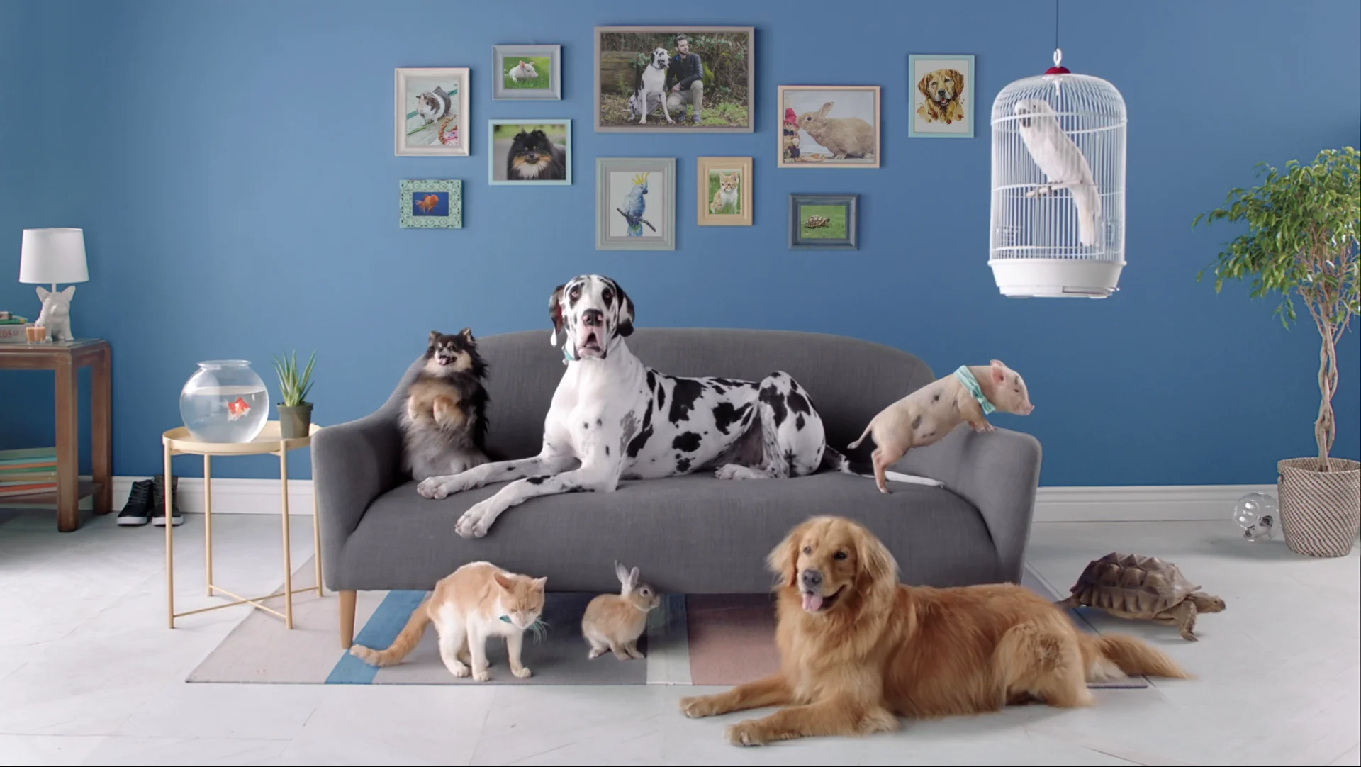 Fannie Mae - Live Action / Stop Motion