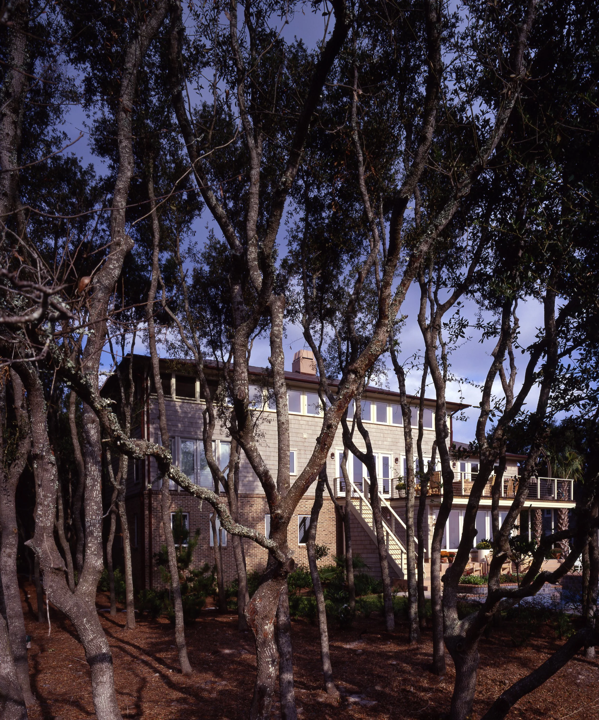 beachsidetrees.jpg