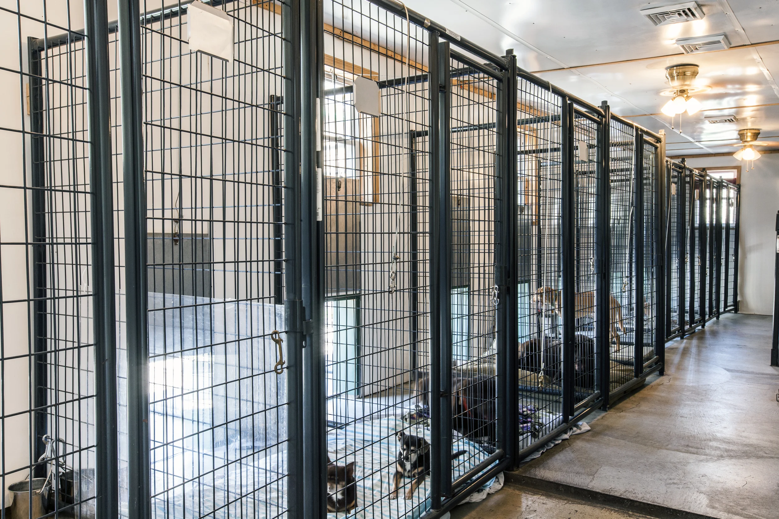 Copper Cabin Kennel 2014-53.jpg