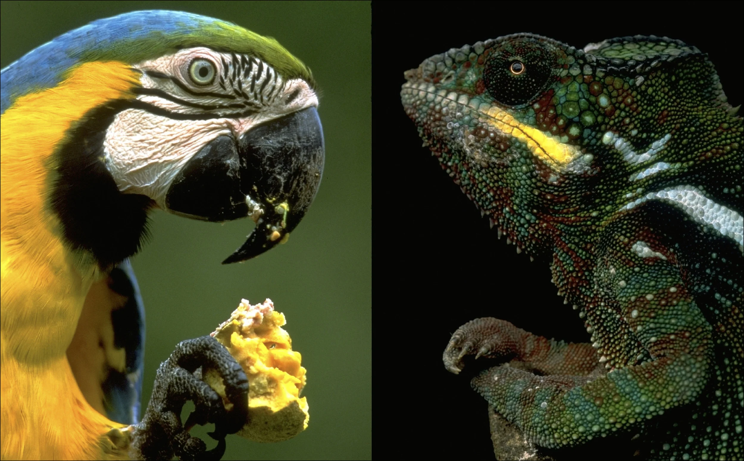 Jungles Int_11.jpg