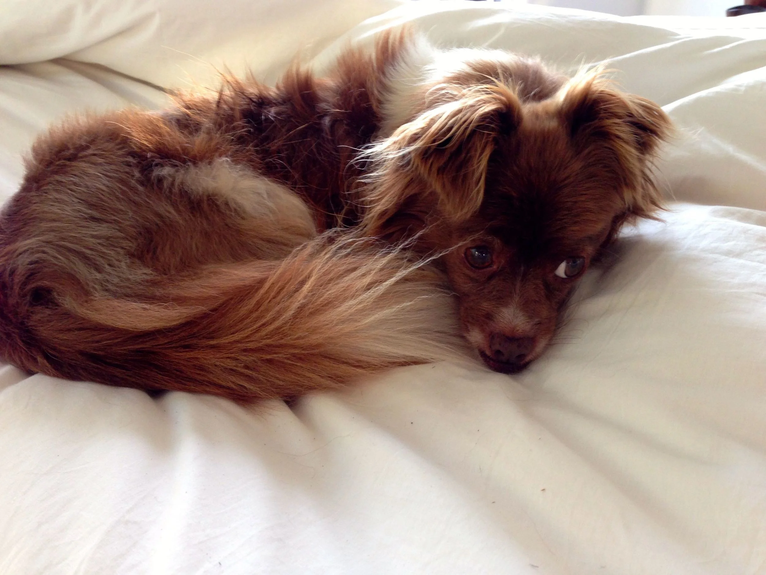 My dog, Grey, becoming one with a down comforter.