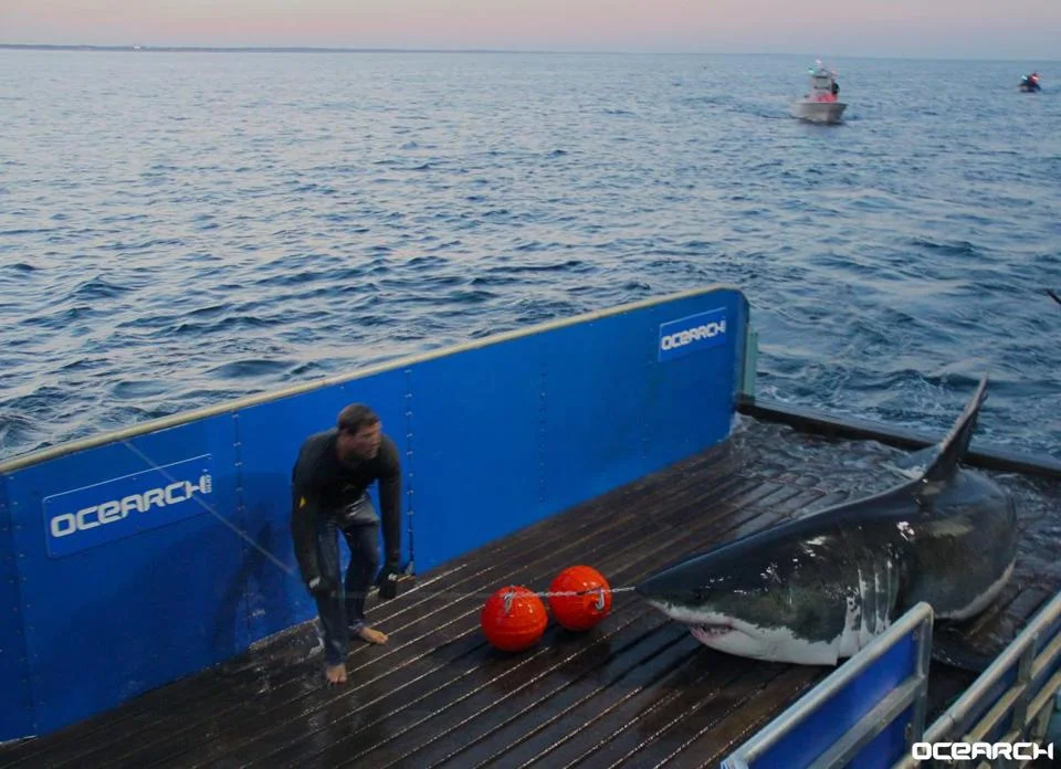 Mary Lee - A Great White Shark in New York