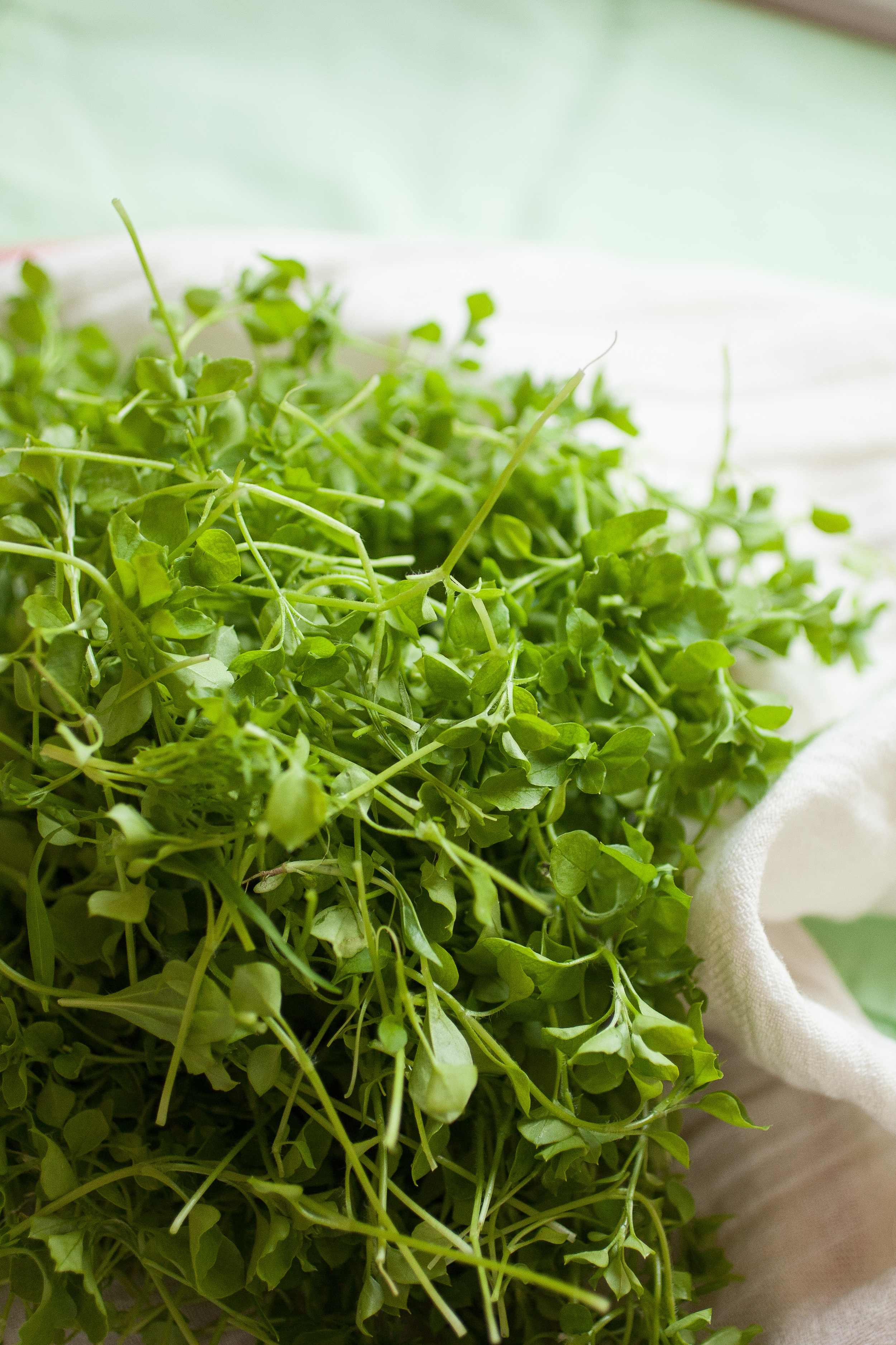 Produce On Parade - Chickweed Pesto