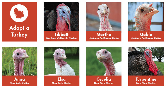 Photo from FarmSanctuary.com 