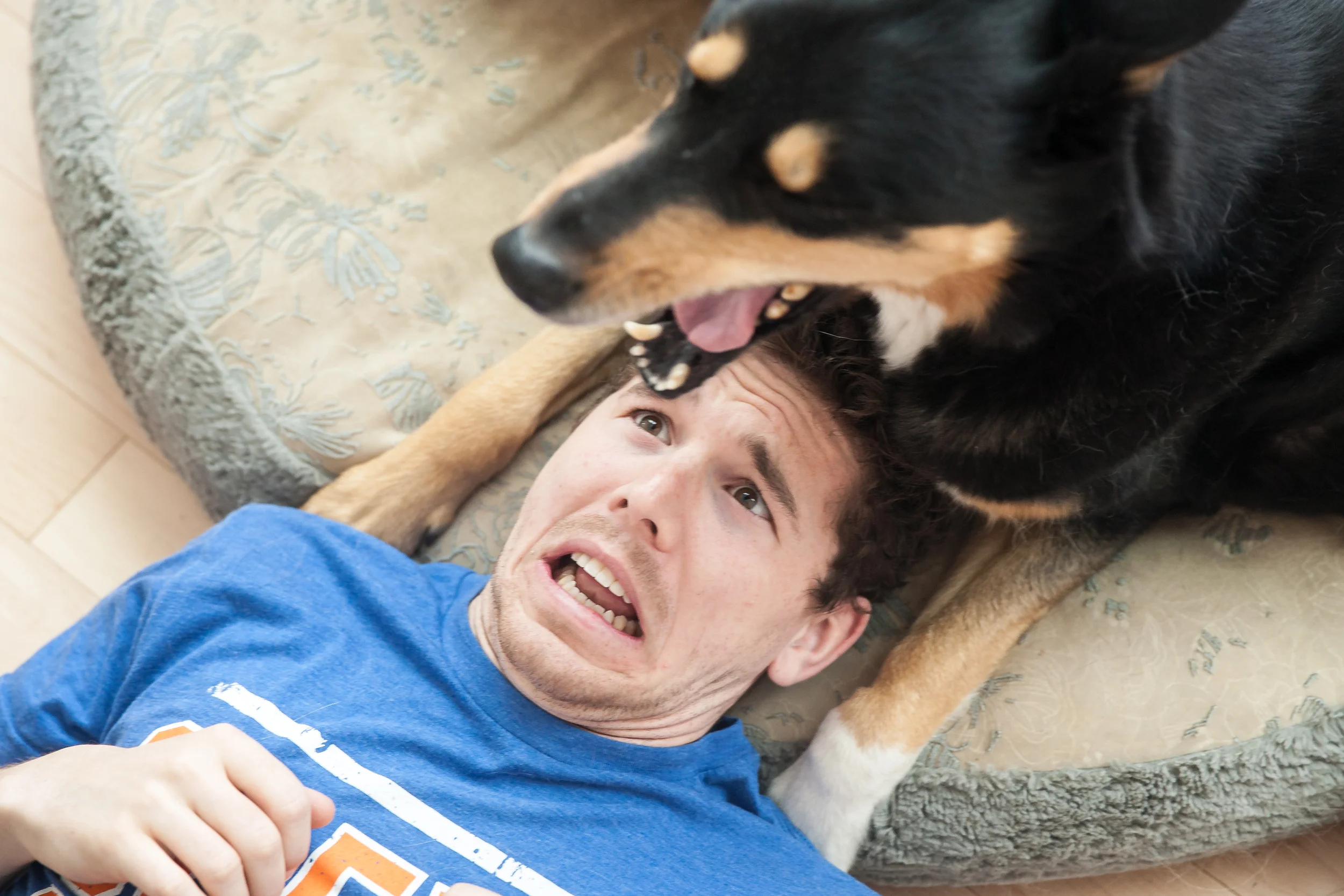 Have you ever seen a dog yawn from below? The teeth on this bro tho...