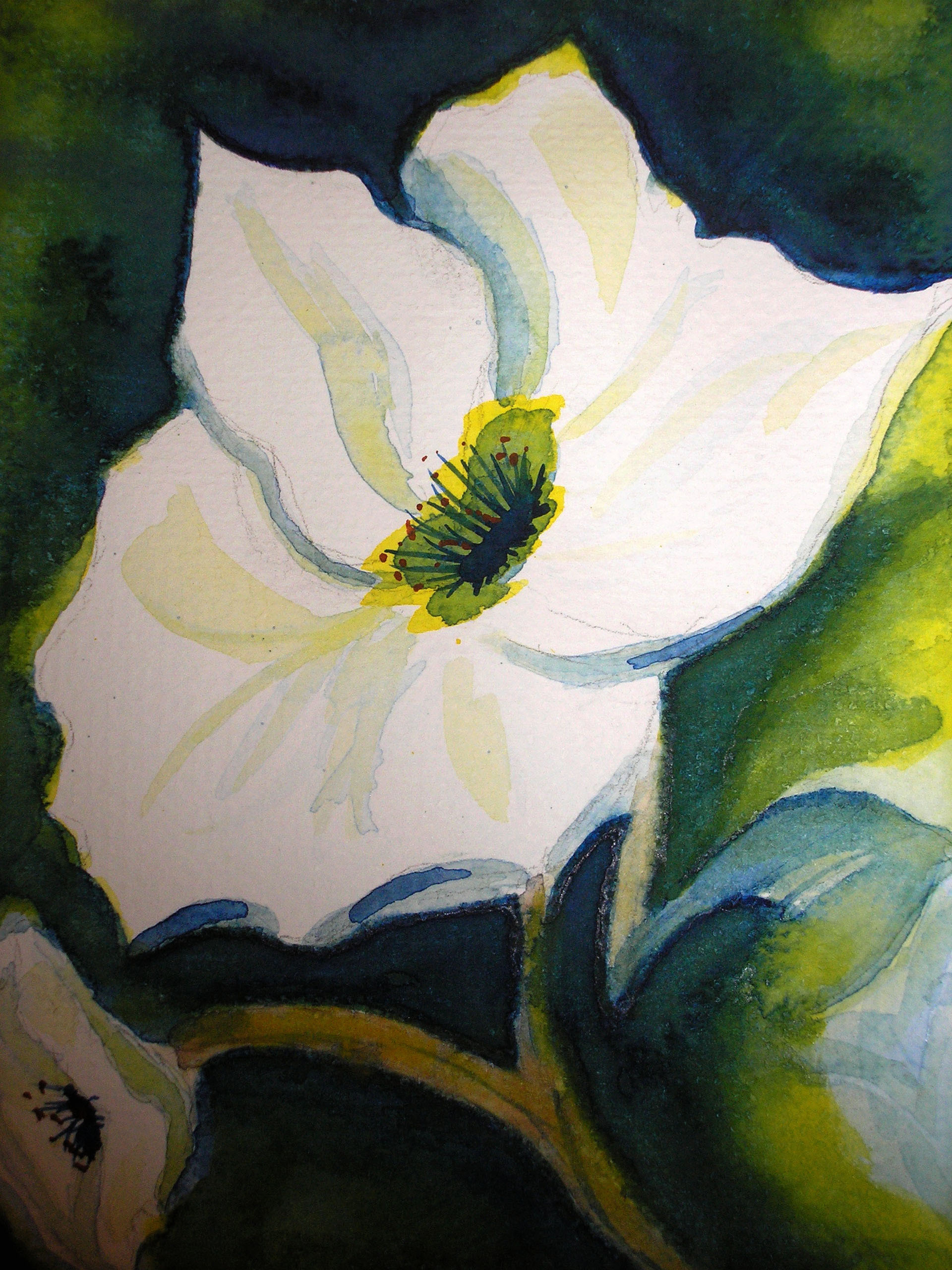    Magnolia    8 in x 10 in  watercolor on paper       