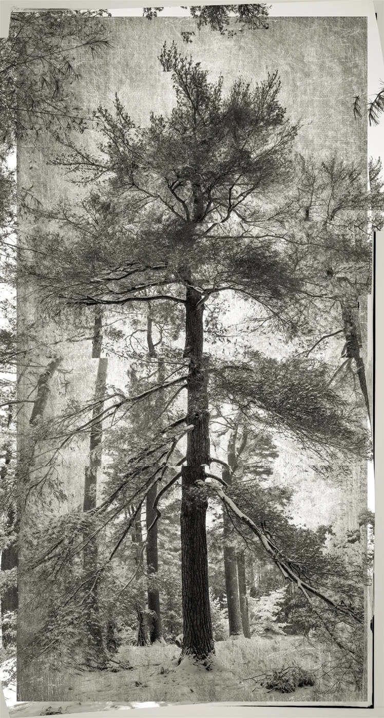 gifford_center_12.jpg