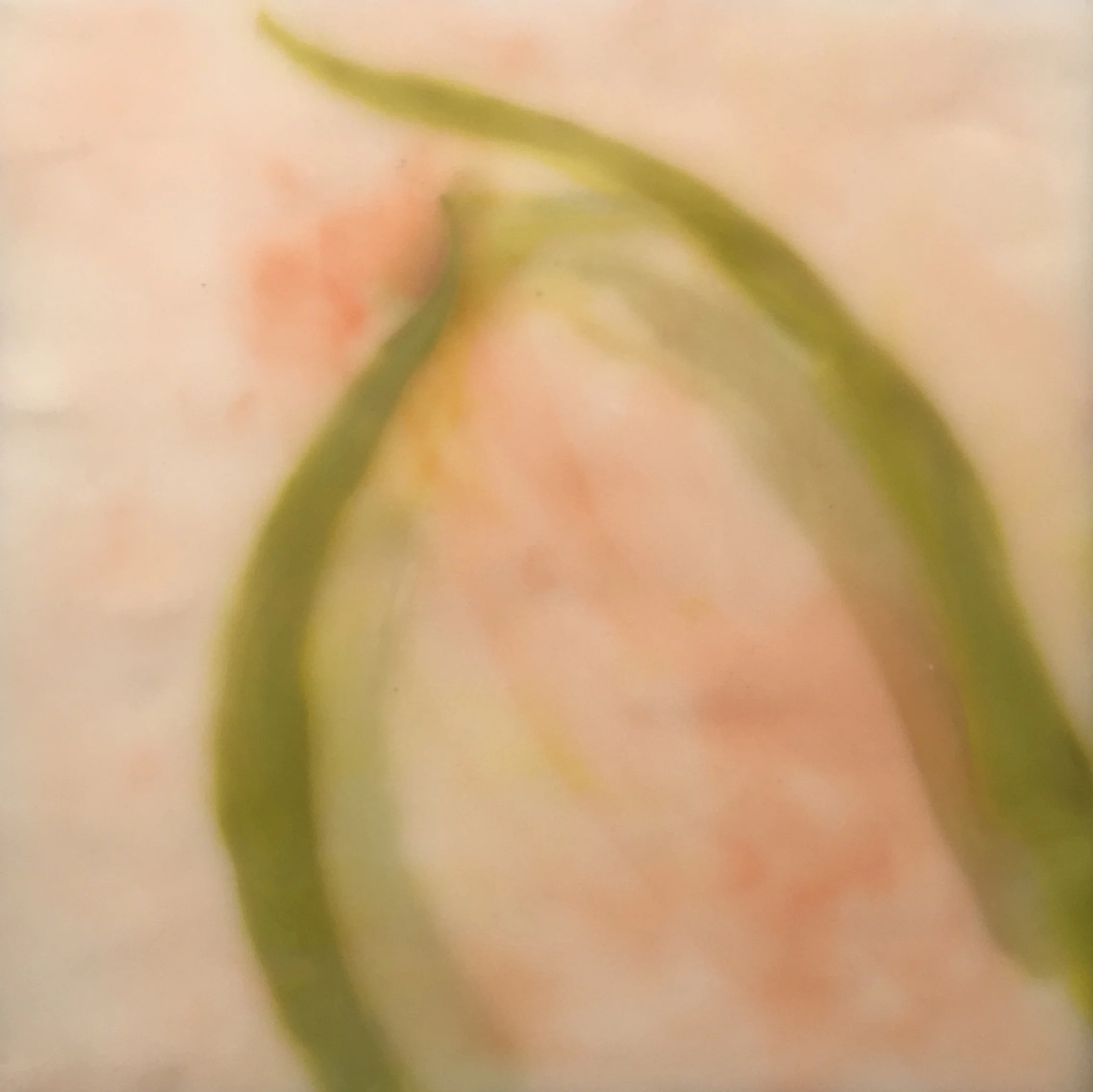 meditations #6, kiss, Wind and Grasses by Maggie Simonelli Encaustic, Japanese coral, eyeshadow and pigments on wood 8” x 8”
