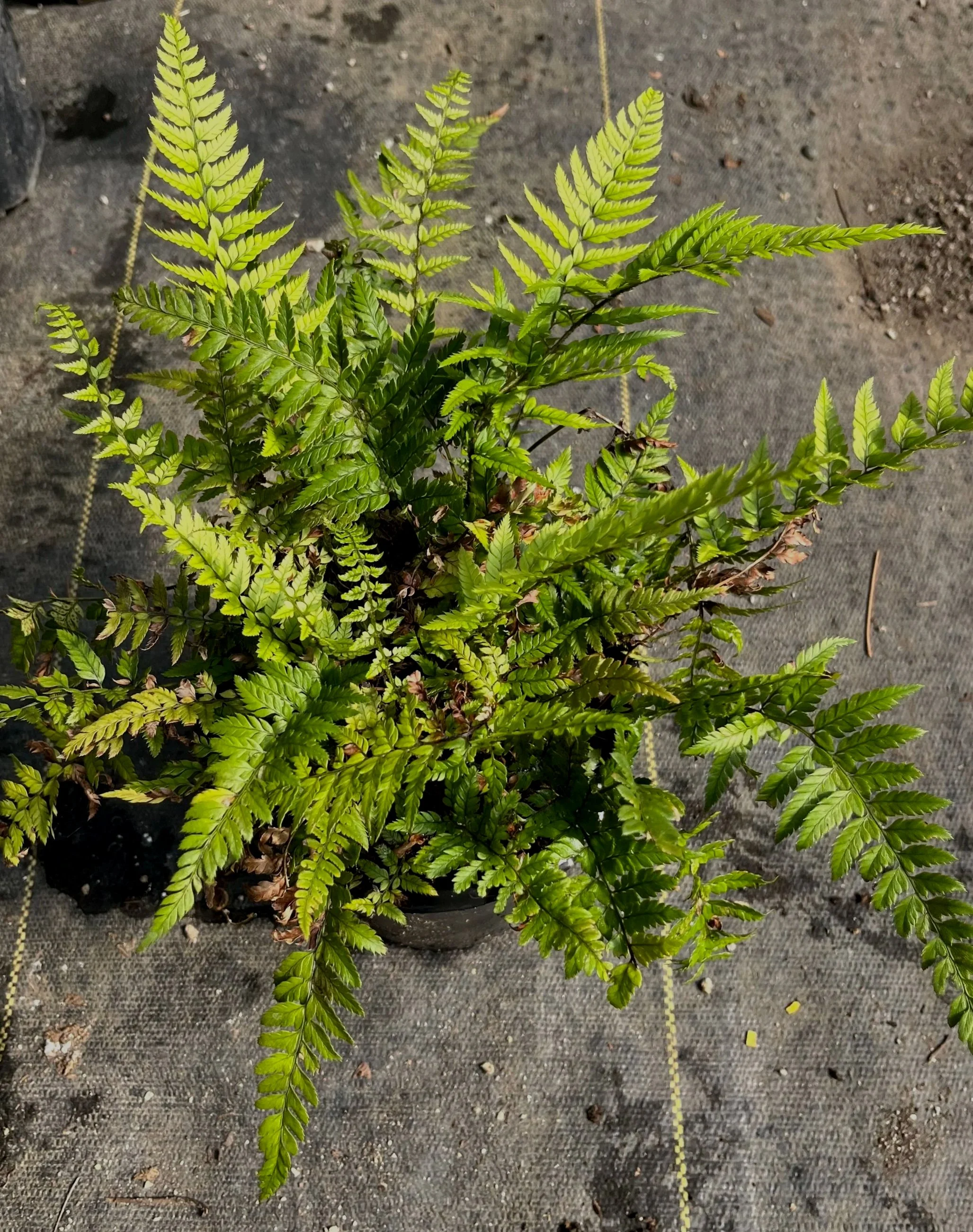 Polystichum%2Btsu-tsimense%2Bstock%2Bplant%2B%25281%2529.jpg