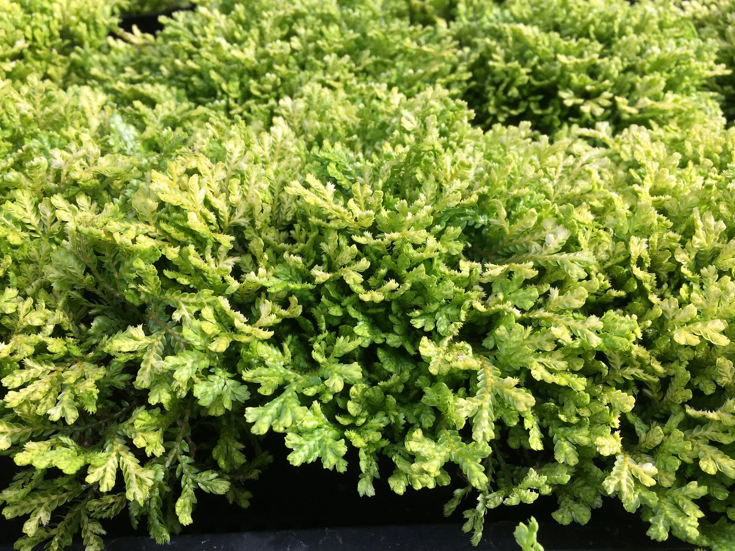 Selaginella+kraussiana+%27Aurea%27+close+%282%29.png