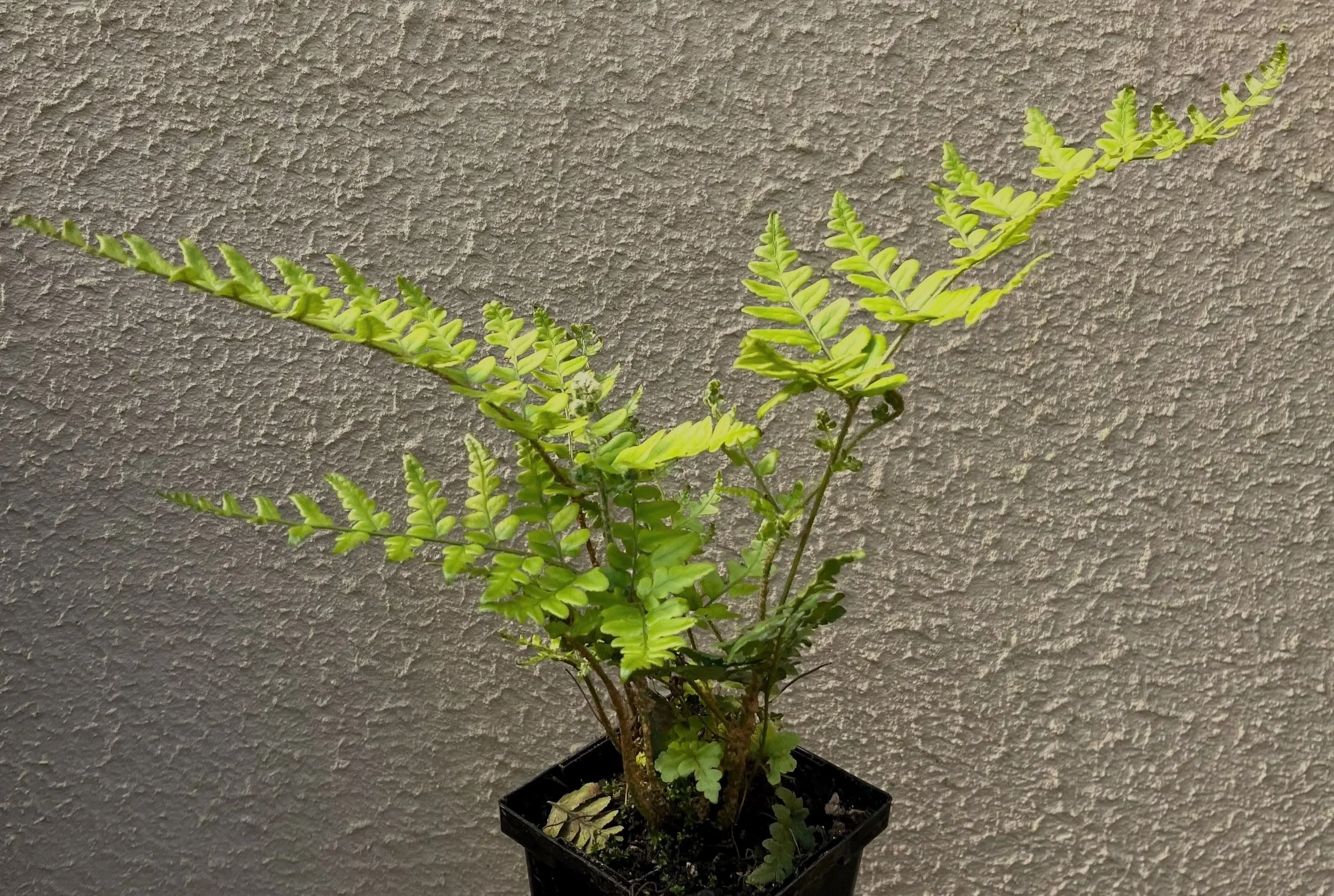Dryopteris%2Bchampionii%2B%25281%2529.jpg