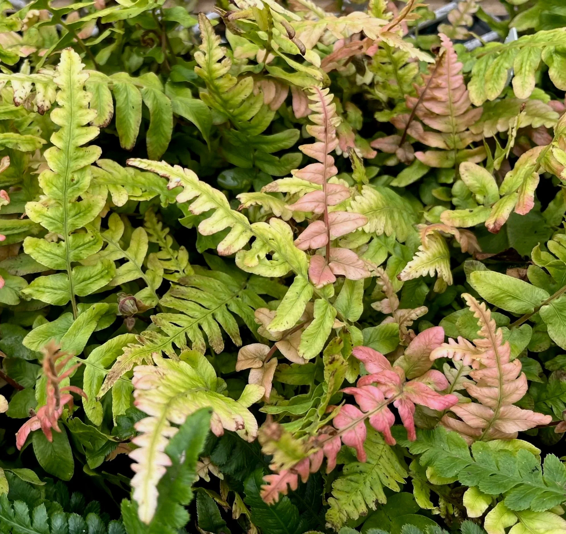 Blechnum%2Boccidentale%2B%25281%2529.jpg