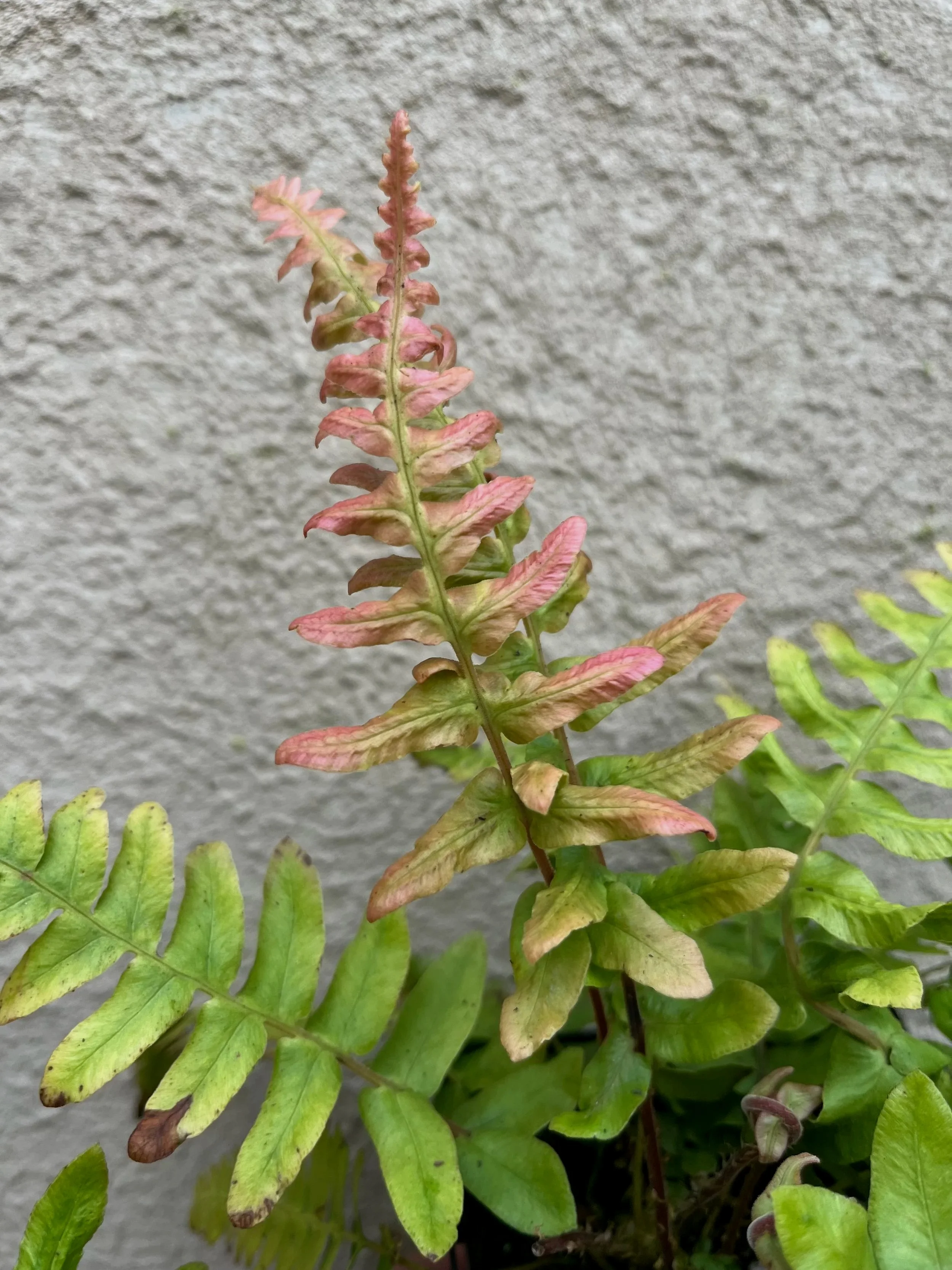 Blechnum+occidentale+%284%29.jpg